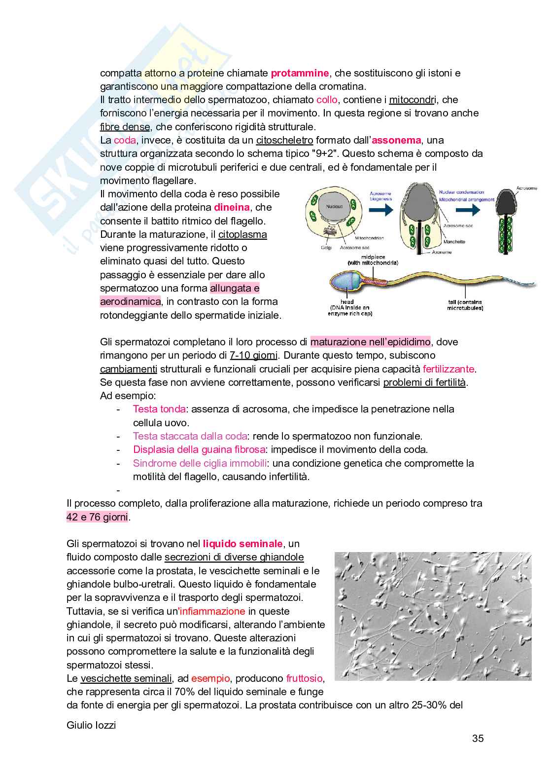 Biologia animale - parte 2 Pag. 36