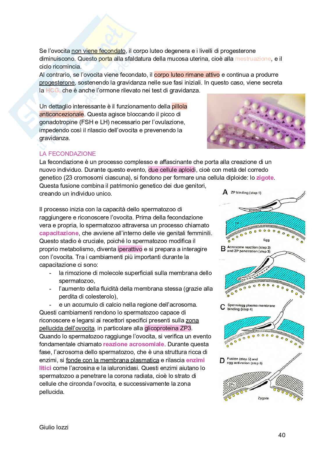 Biologia animale - parte 2 Pag. 41