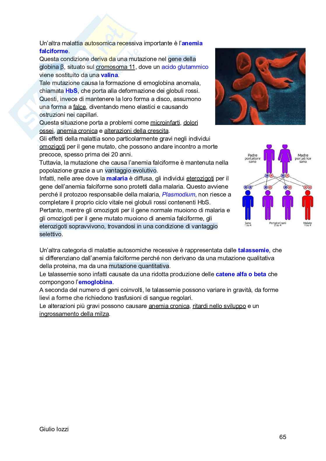 Biologia animale - parte 2 Pag. 66