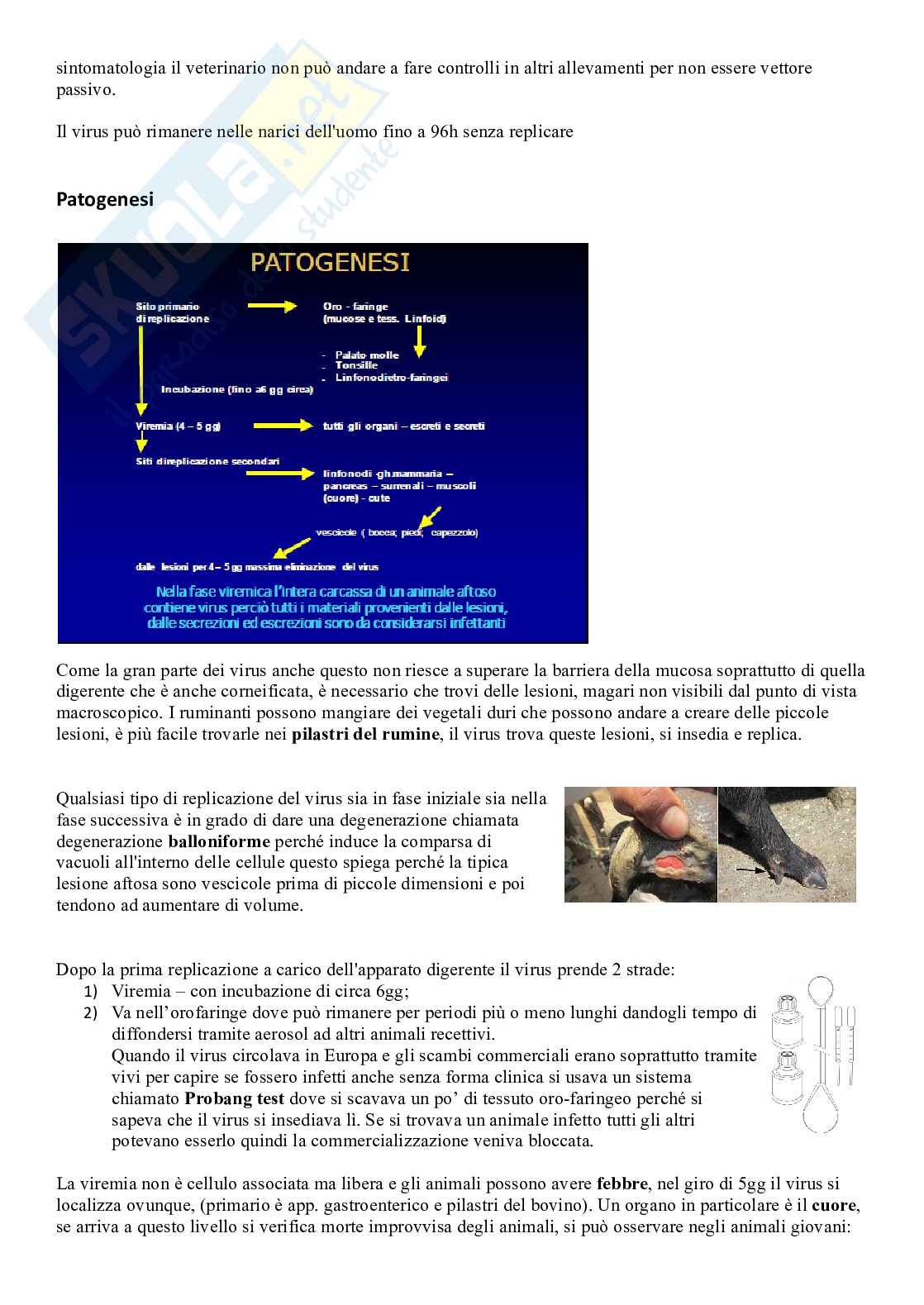 Riassunto esame malattie infettive, profilassi e polizia veterinaria, Prof. Marsilio Fulvio, libro consigliato Malattie infettive degli animali , Fadda - Cuteri Pag. 6