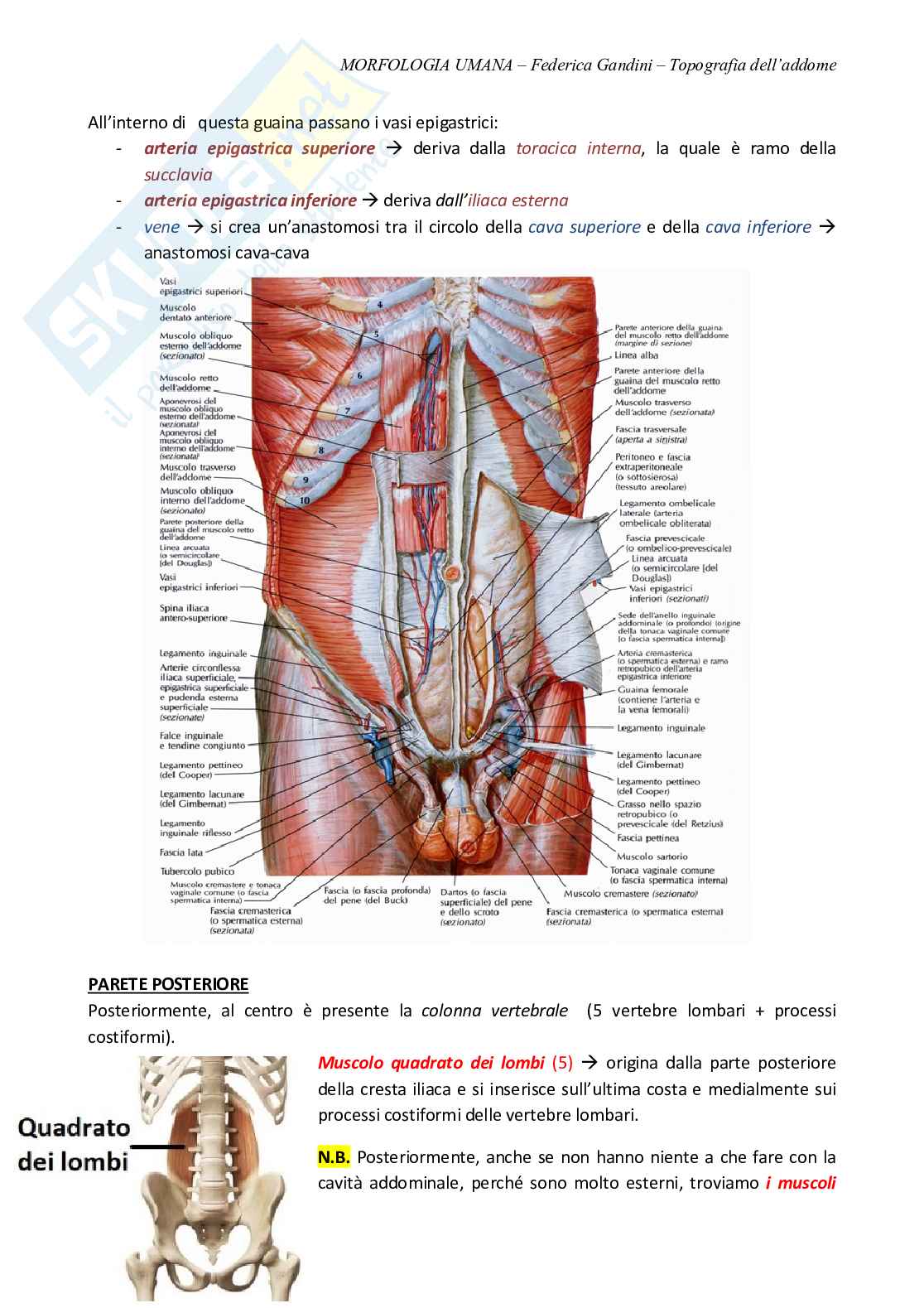 Organi Addominali Addominale 3d Accurato Illustrazione Reso Organi Medically Canstock