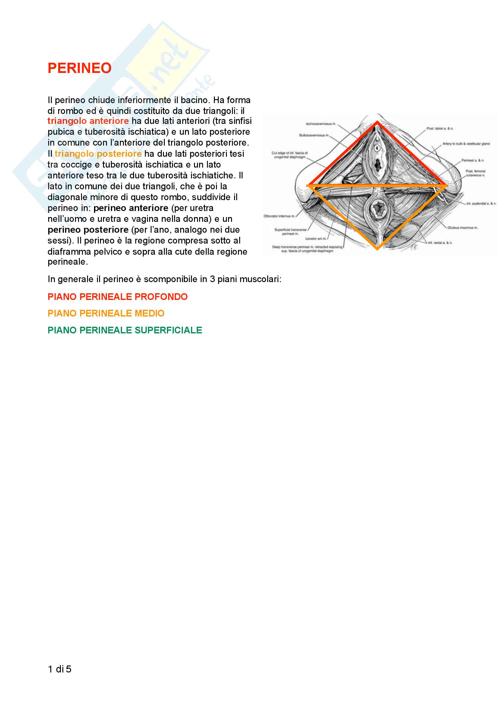 Regione perineale Pag. 1