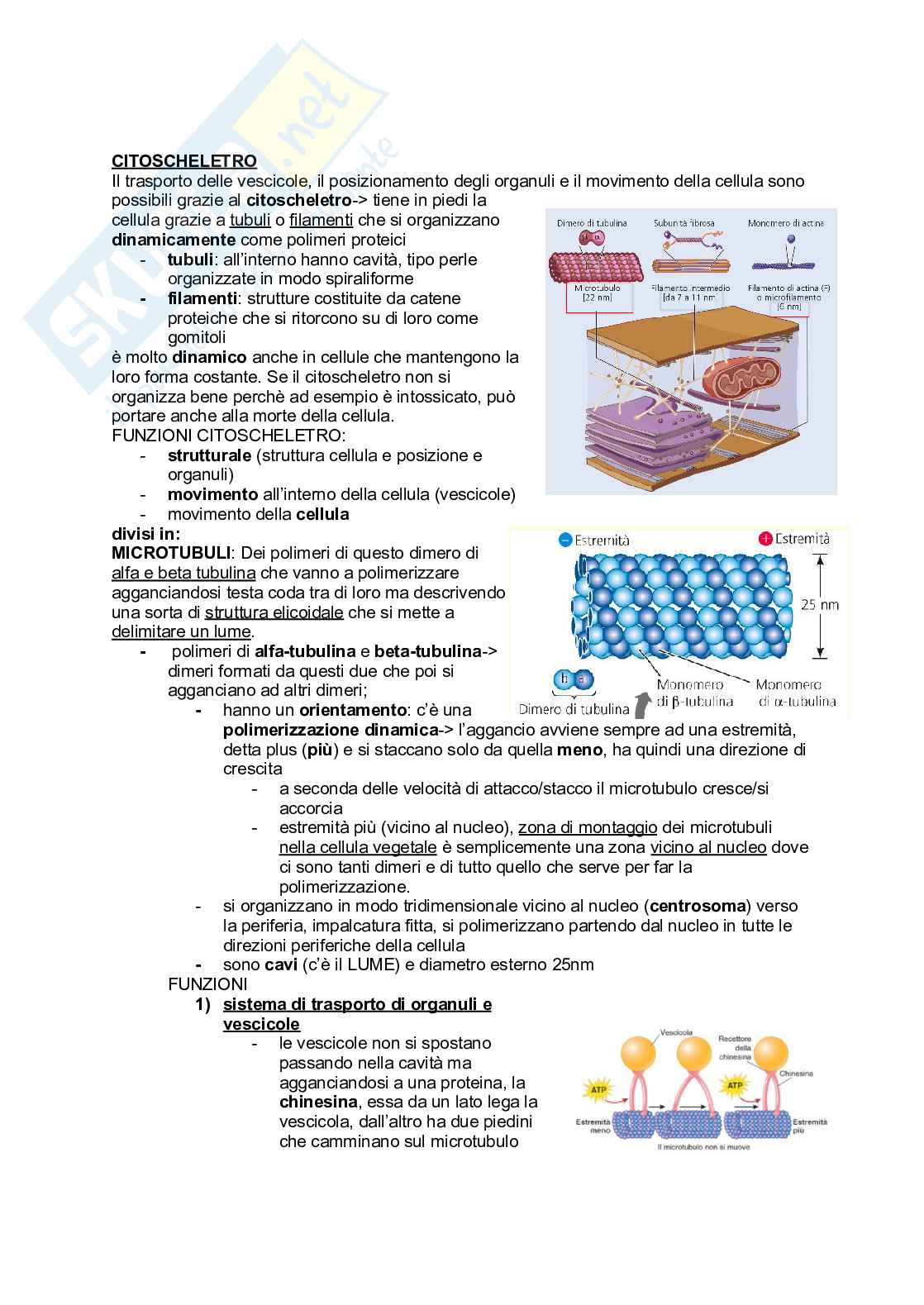 Appunti Biologia generale Pag. 1