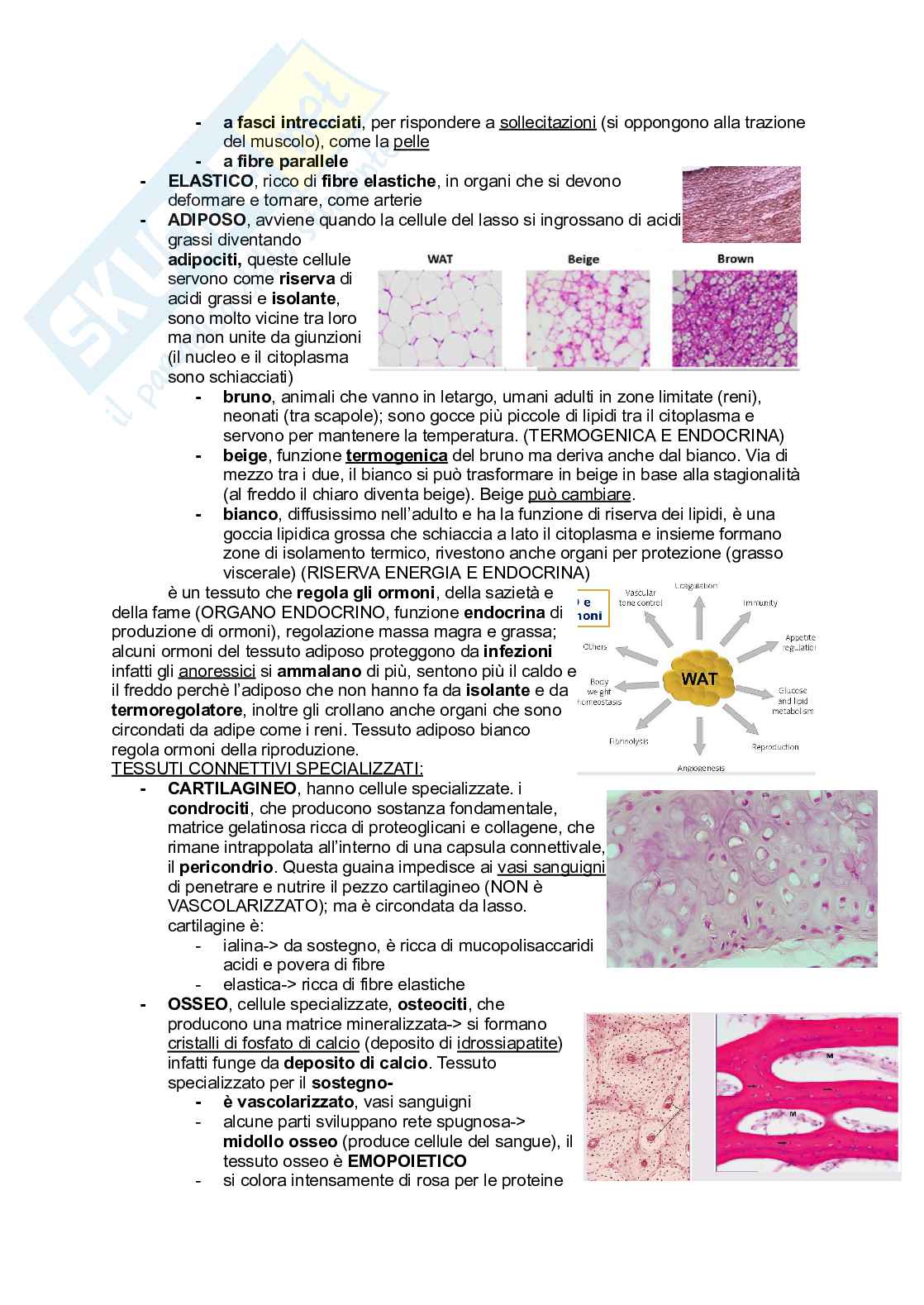 Appunti Biologia generale Pag. 11