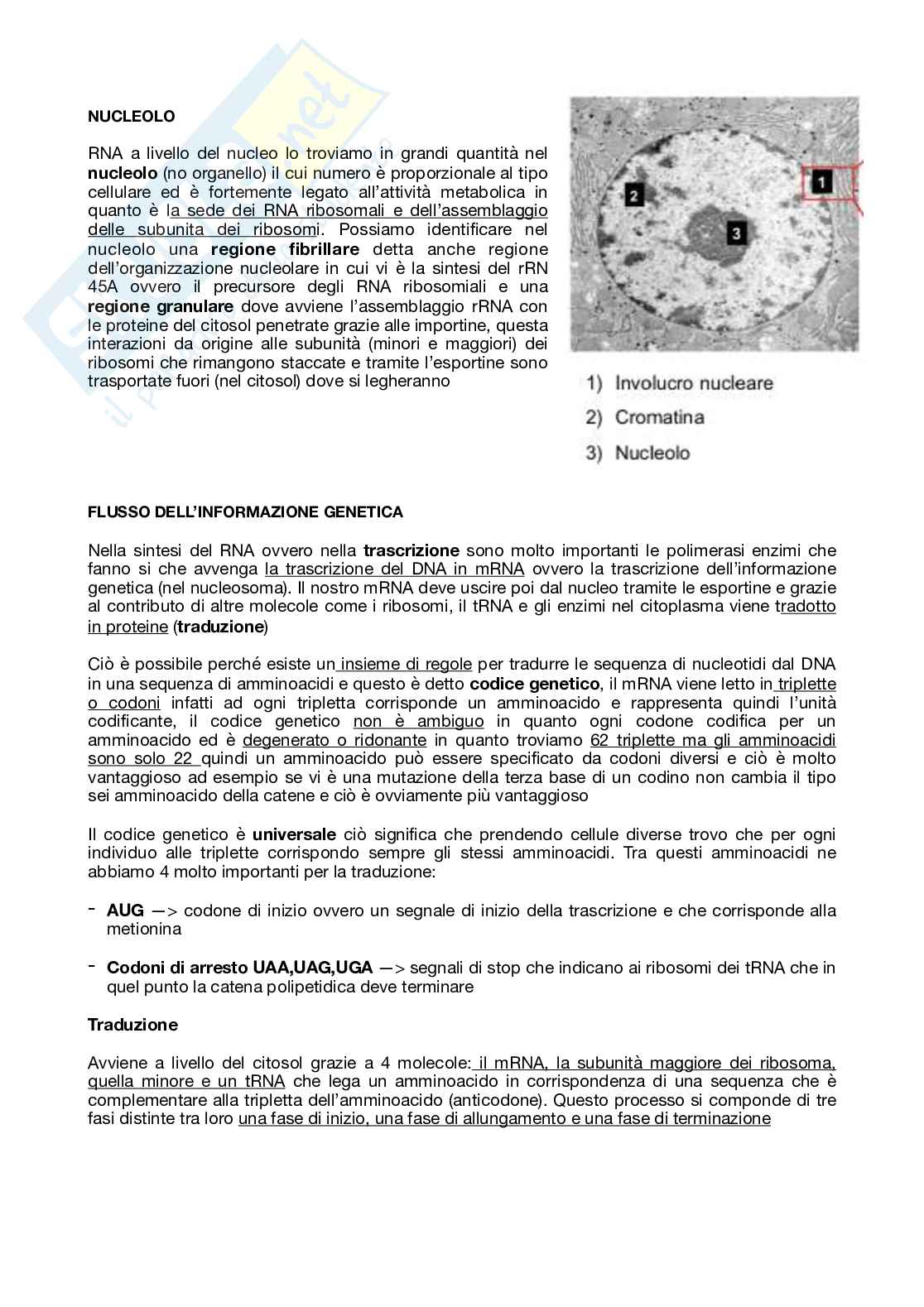 Appunti Biologia animale  Pag. 56