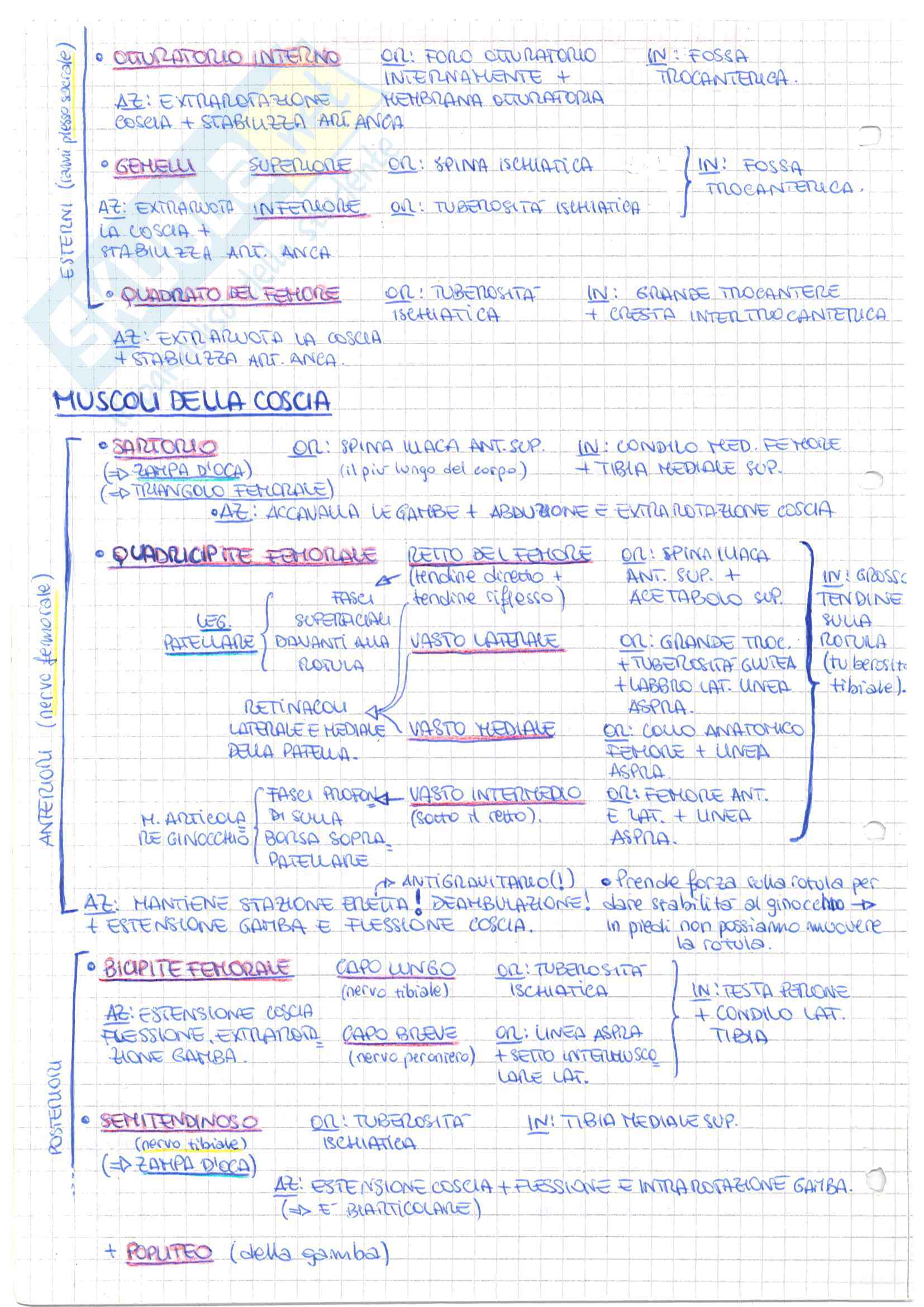 Riassunto esame Anatomia dell'Apparato Locomotore, prof. Onori, libro consigliato Anatomia, Anastasi Pag. 36