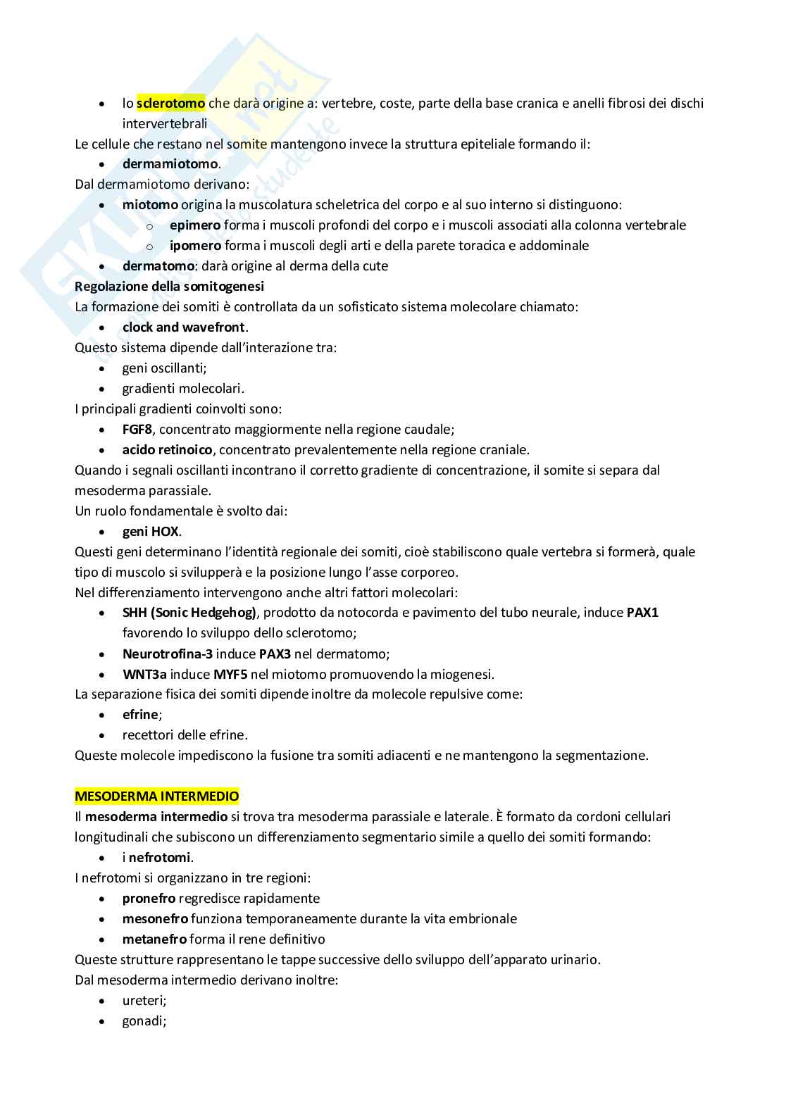 Appunti 4 settimane Anatomia con elementi di istologia Pag. 31