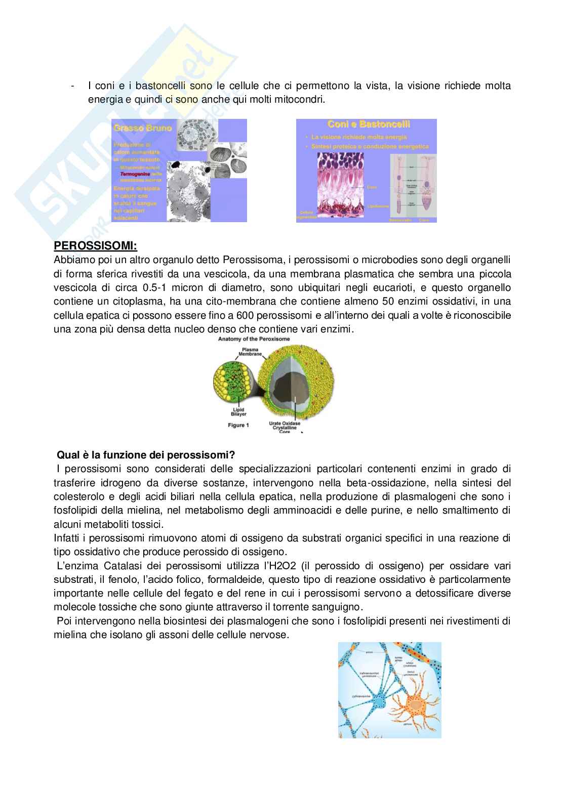 Appunti Istologia Pag. 16
