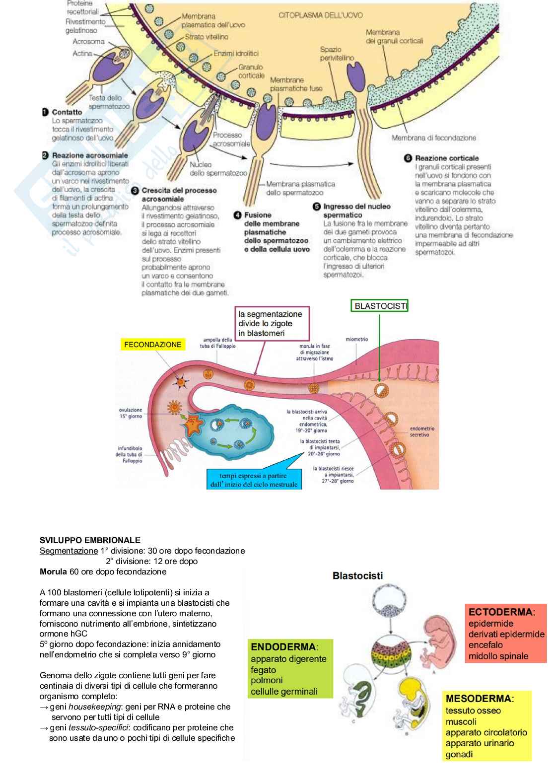 Biologia applicata  Pag. 21