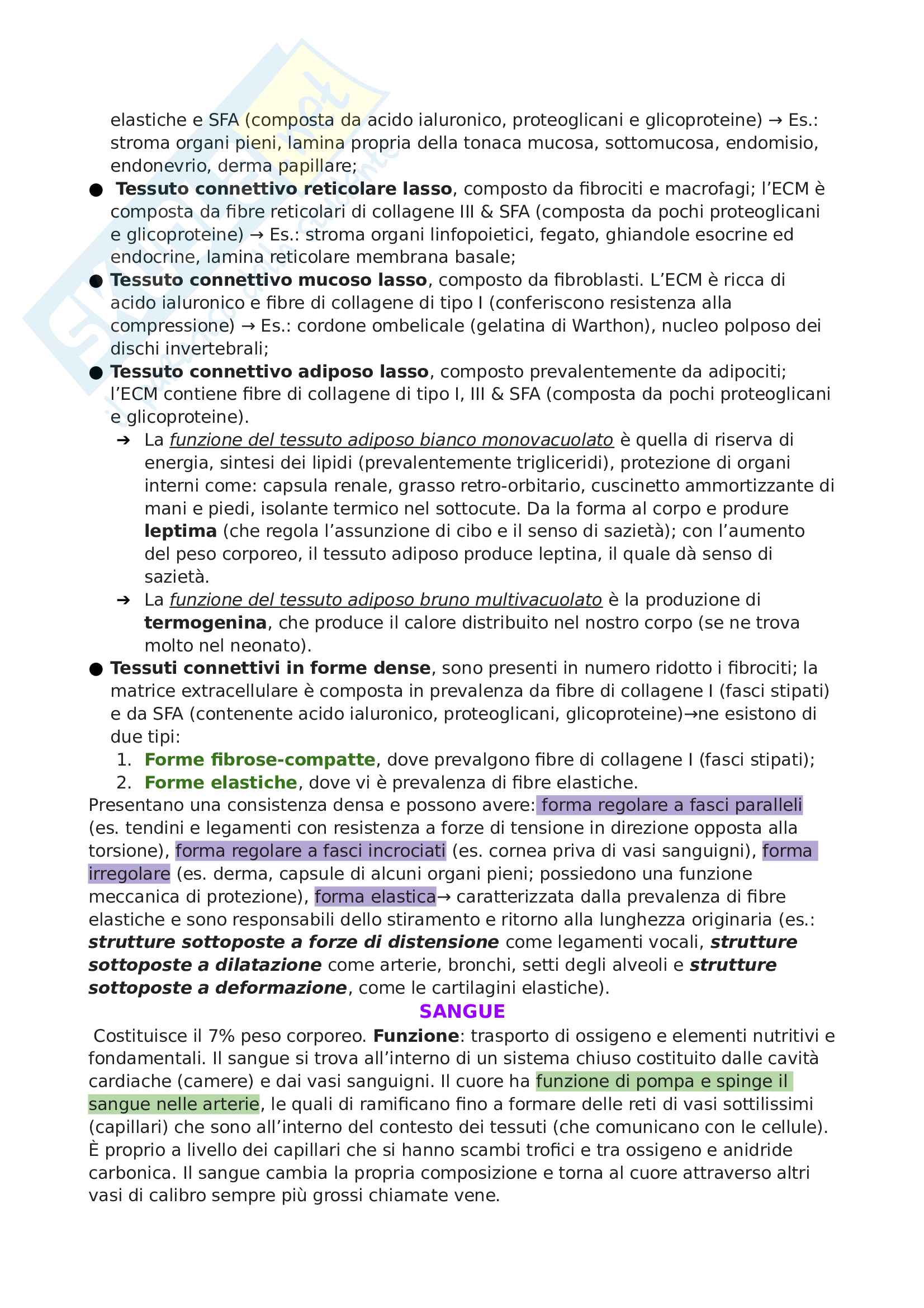 Anatomia Umana Pag. 11