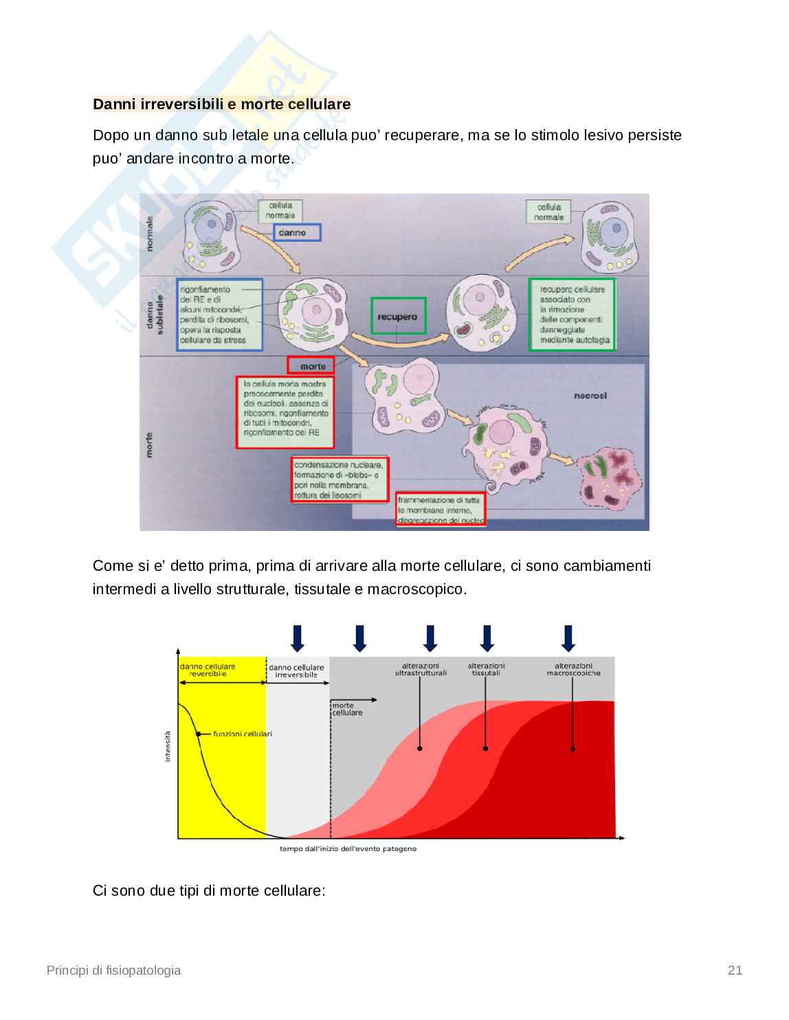Appunti Principi di fisiopatologia Pag. 21