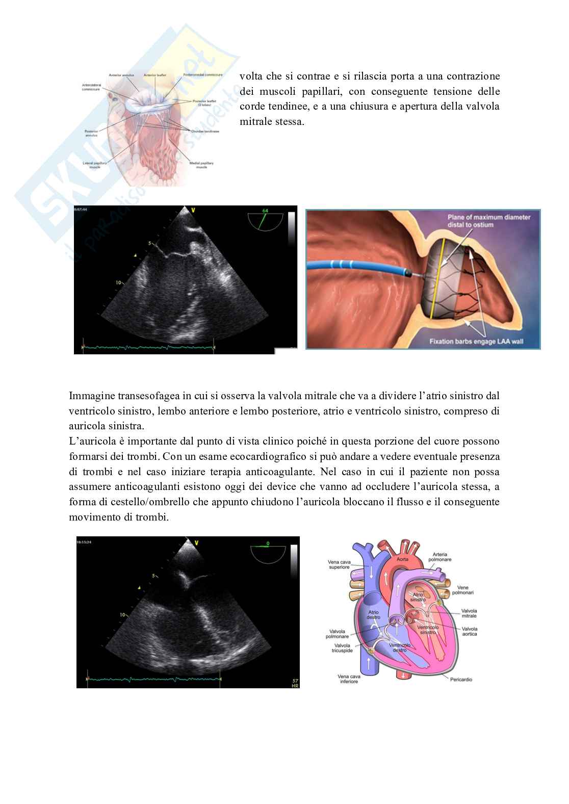 Cuore Pag. 21