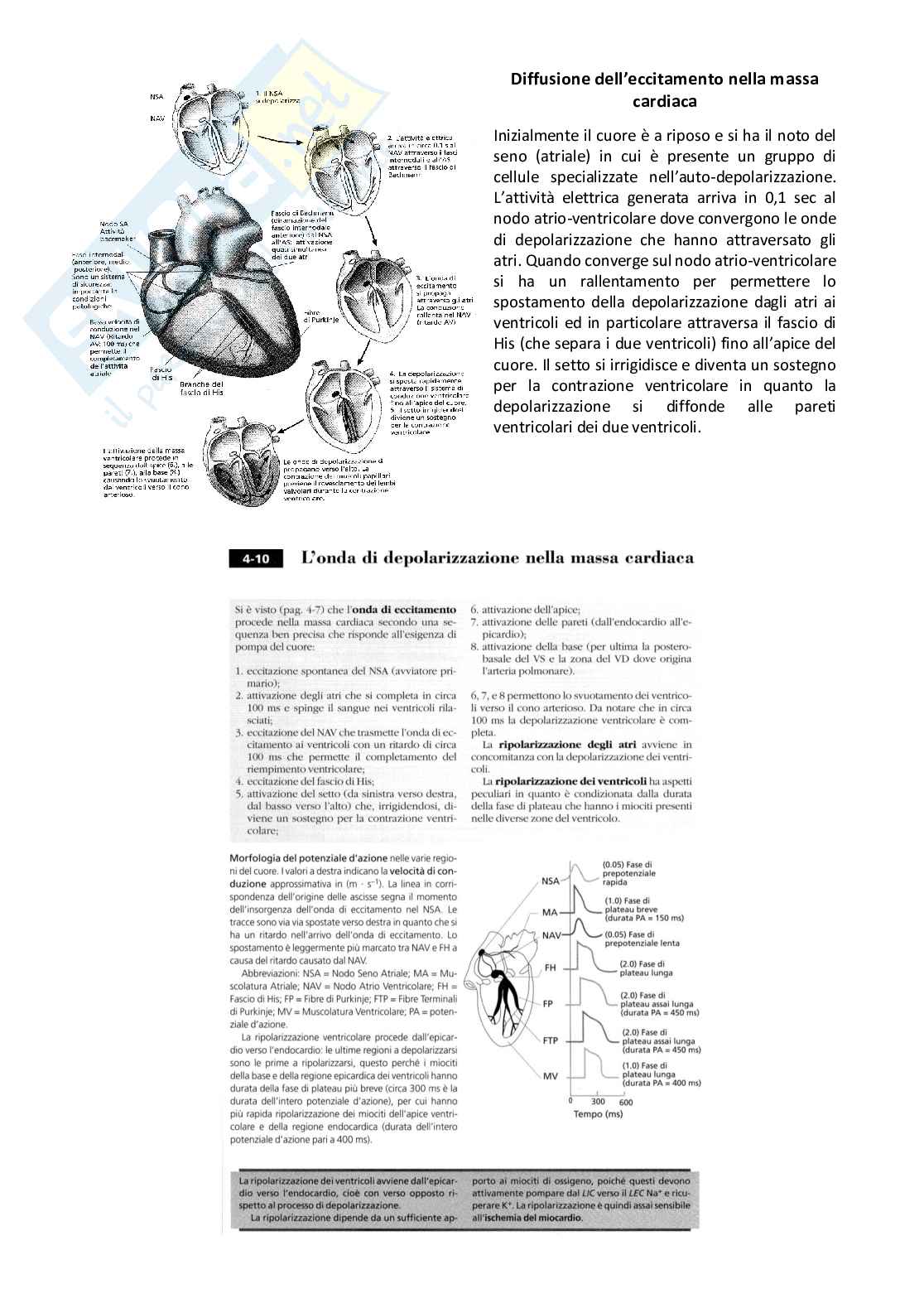 Farmaci per l'insufficienza cardiaca congestizia Pag. 2