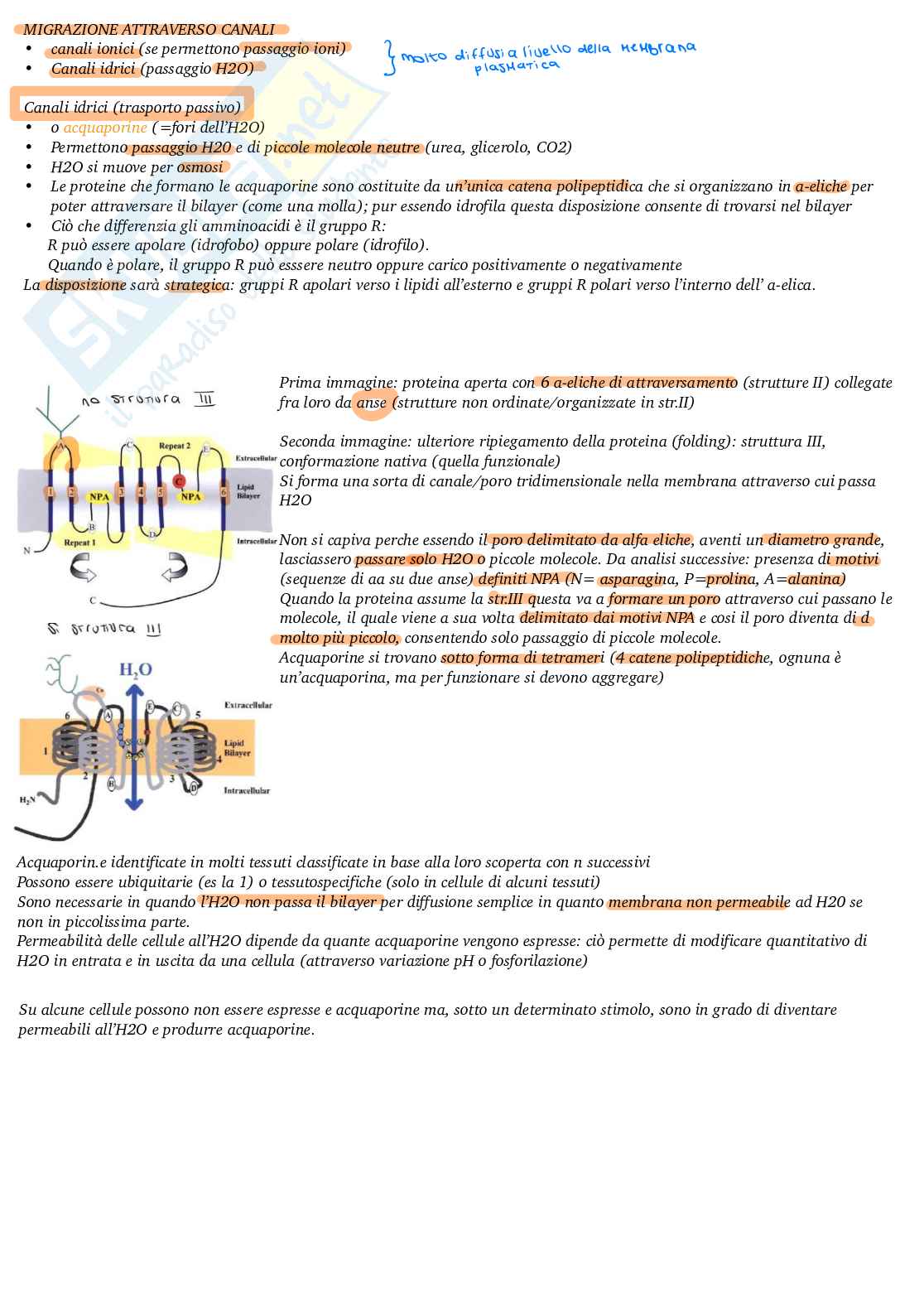 Appunti di Fisiologia generale  Pag. 6