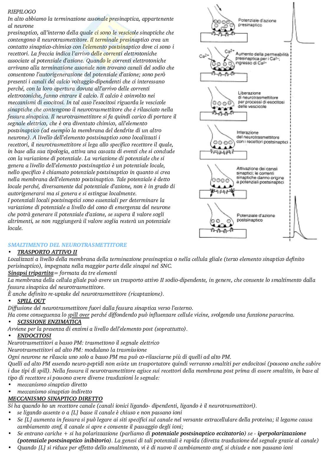 Appunti di Fisiologia generale  Pag. 61