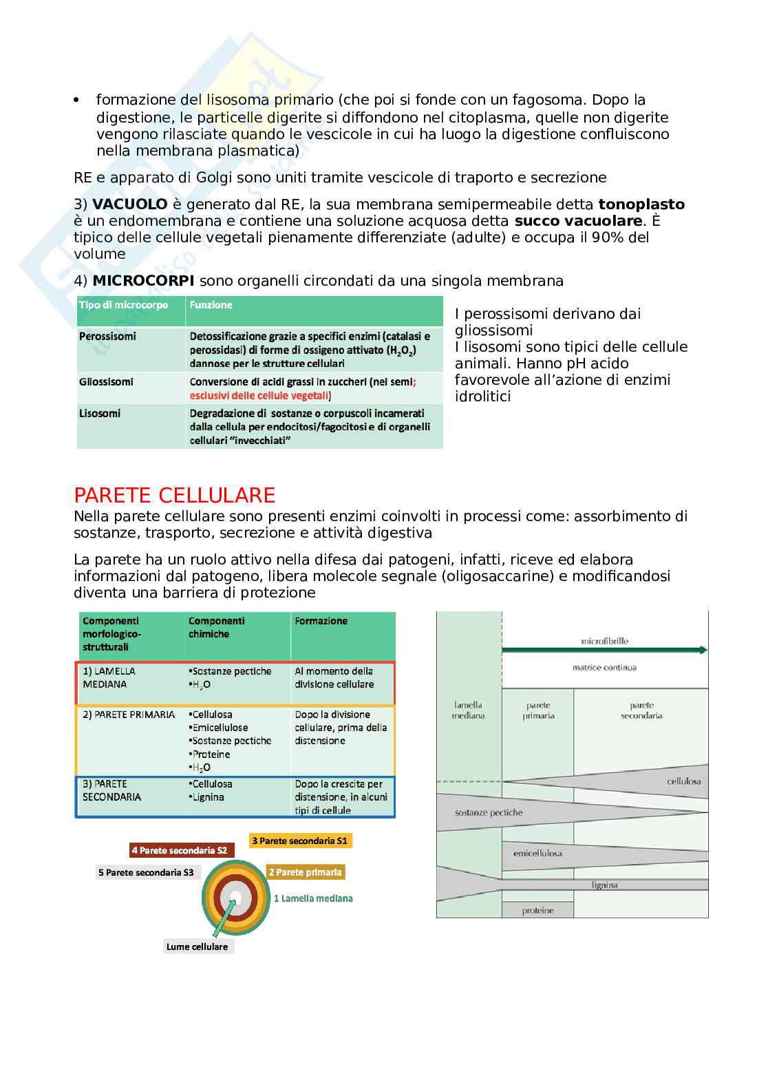 Biologia vegetale (parte 1) Pag. 26
