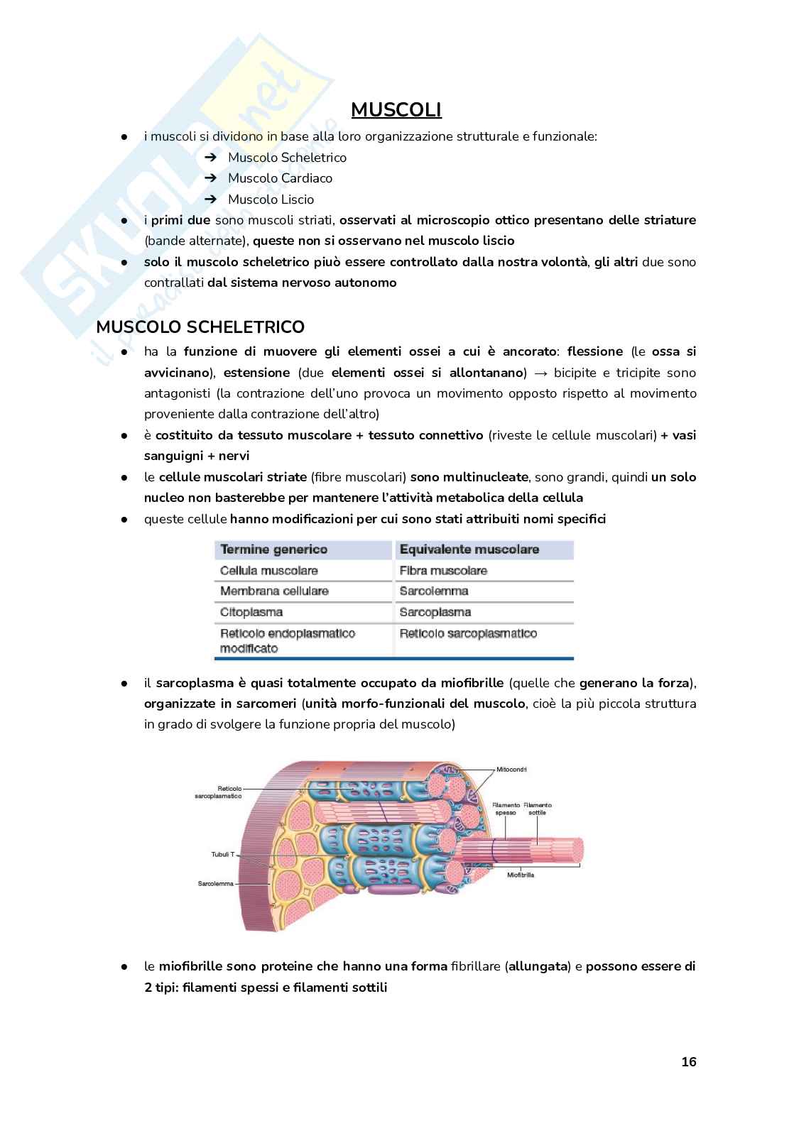 Esame Fisiologia  Pag. 16
