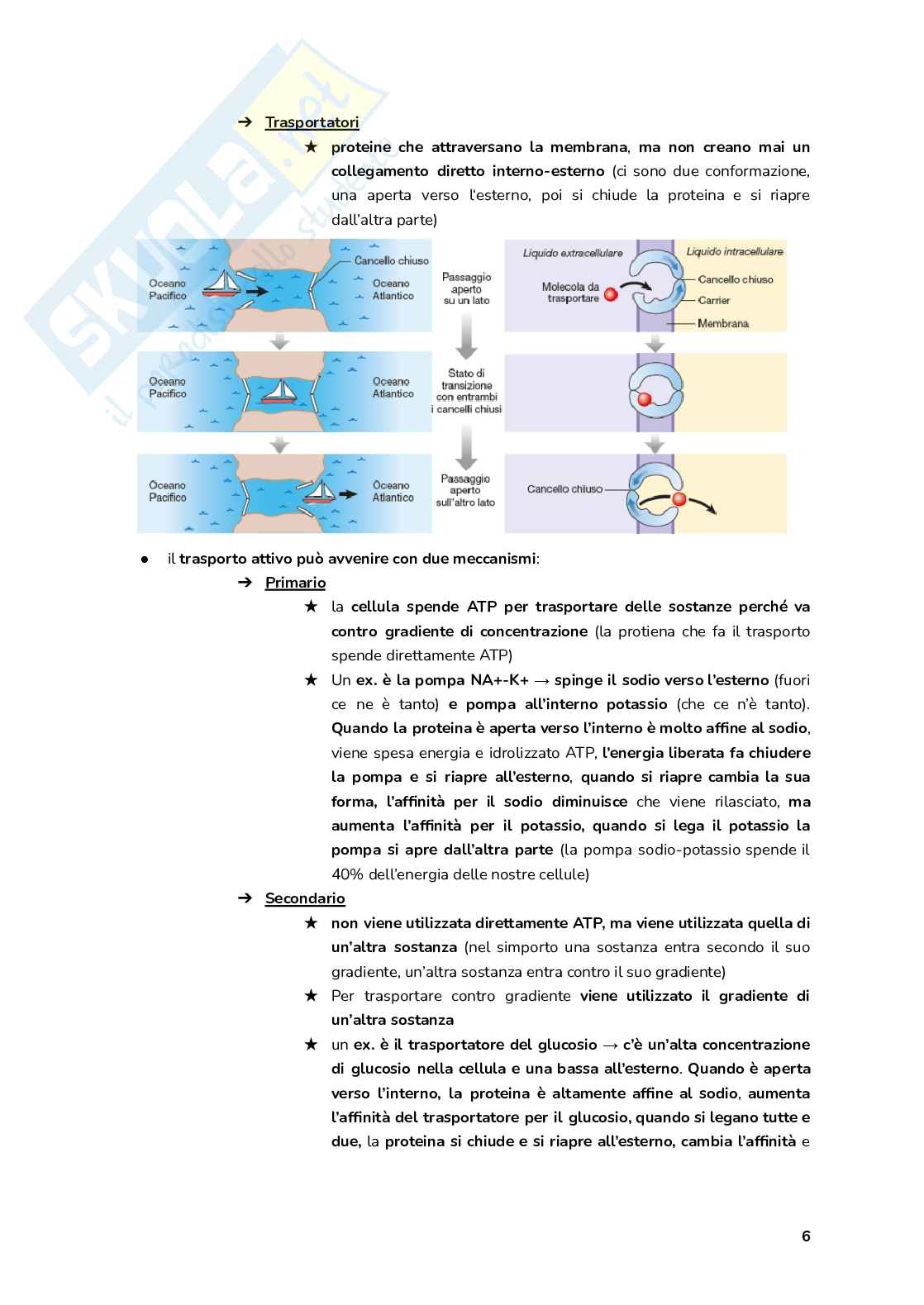 Esame Fisiologia  Pag. 6