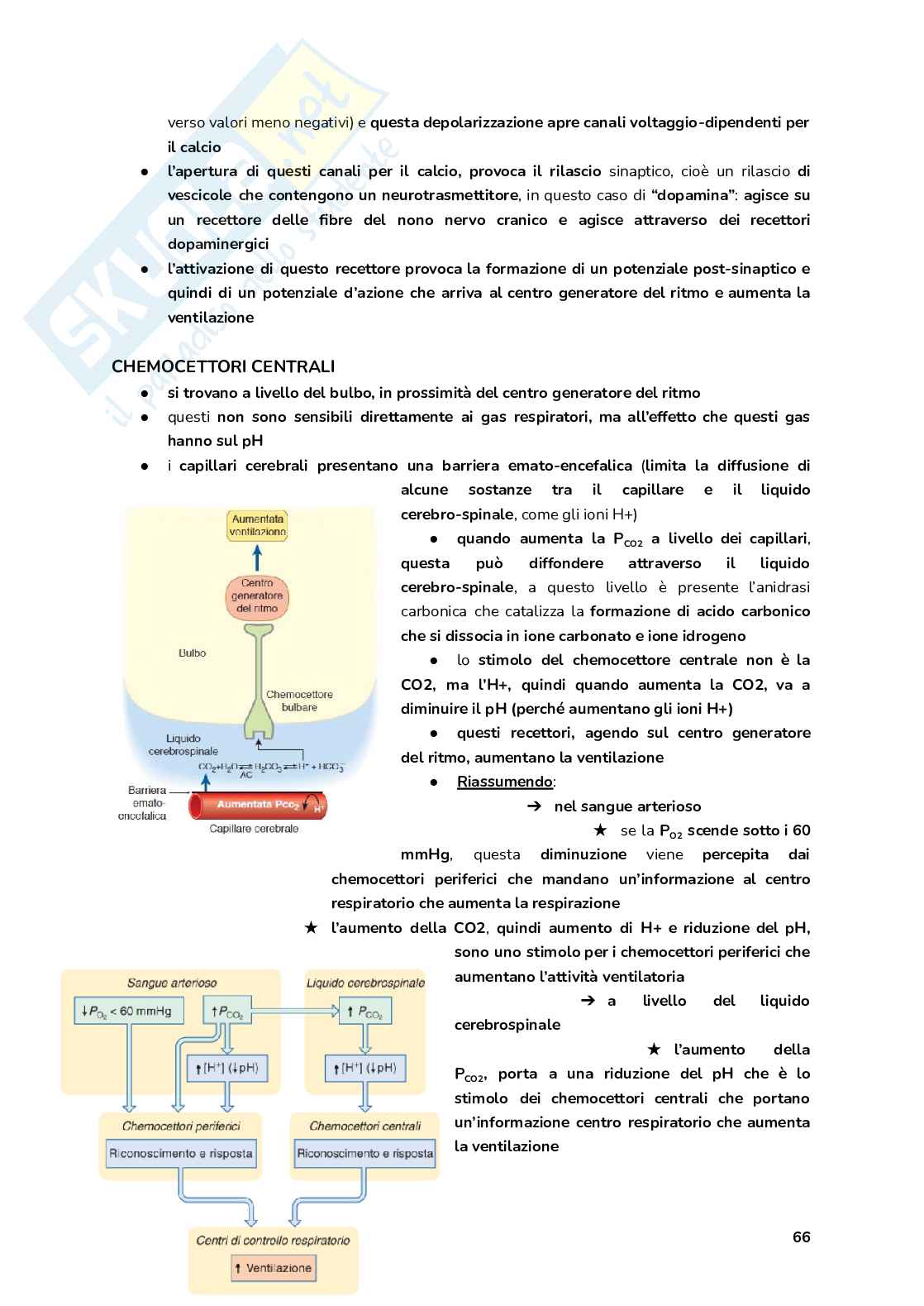 Esame Fisiologia  Pag. 66