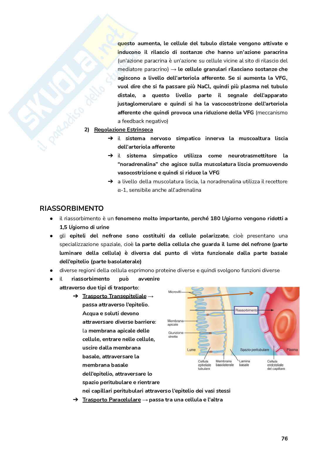 Esame Fisiologia  Pag. 76