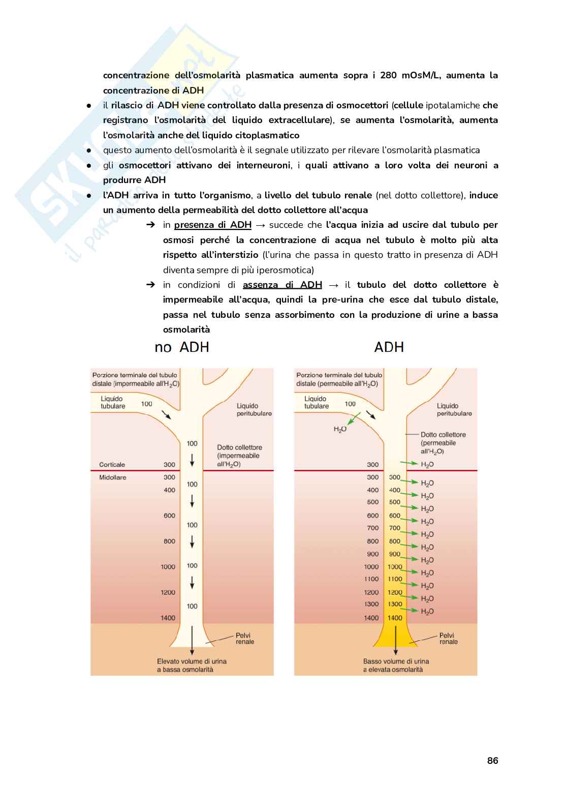 Esame Fisiologia  Pag. 86