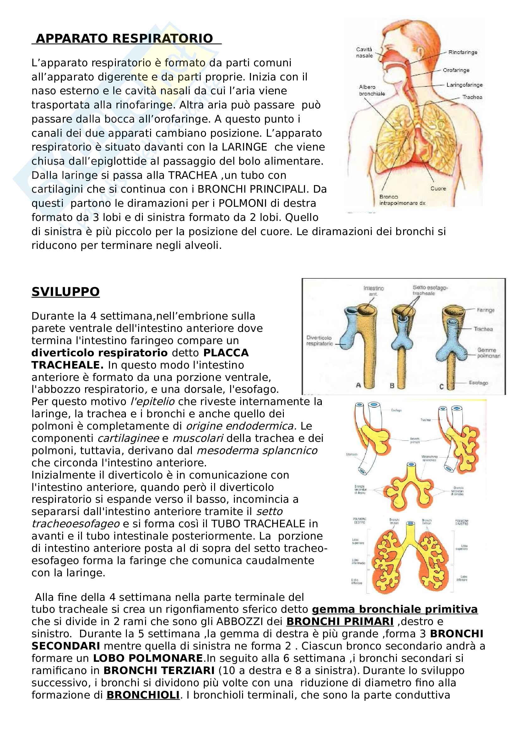 Sviluppo apparato respiratorio - Riassunto esame Embriologia, prof. Canipari, libro consigliato De felici Pag. 1