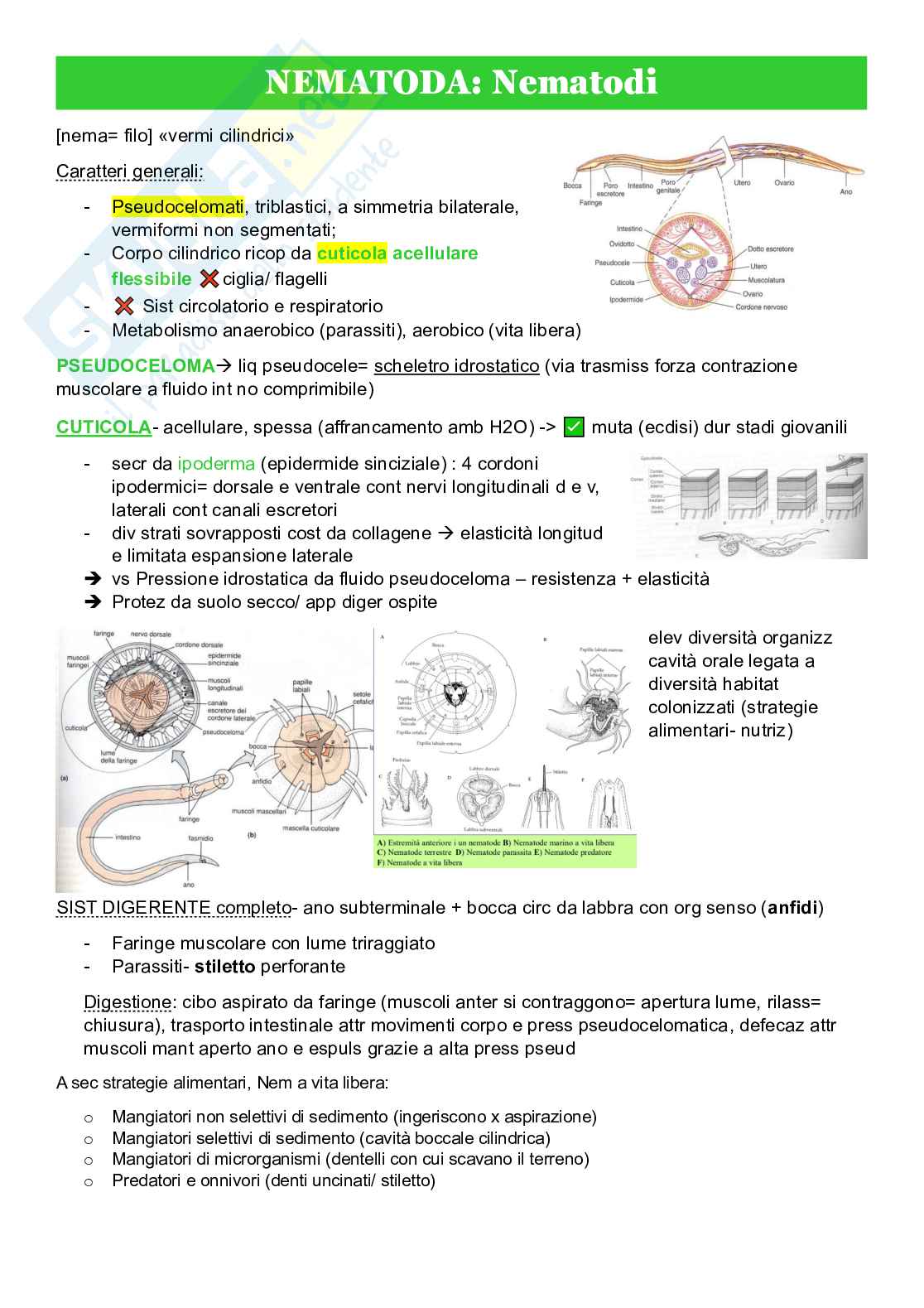 Zoologia sistematica Pag. 11