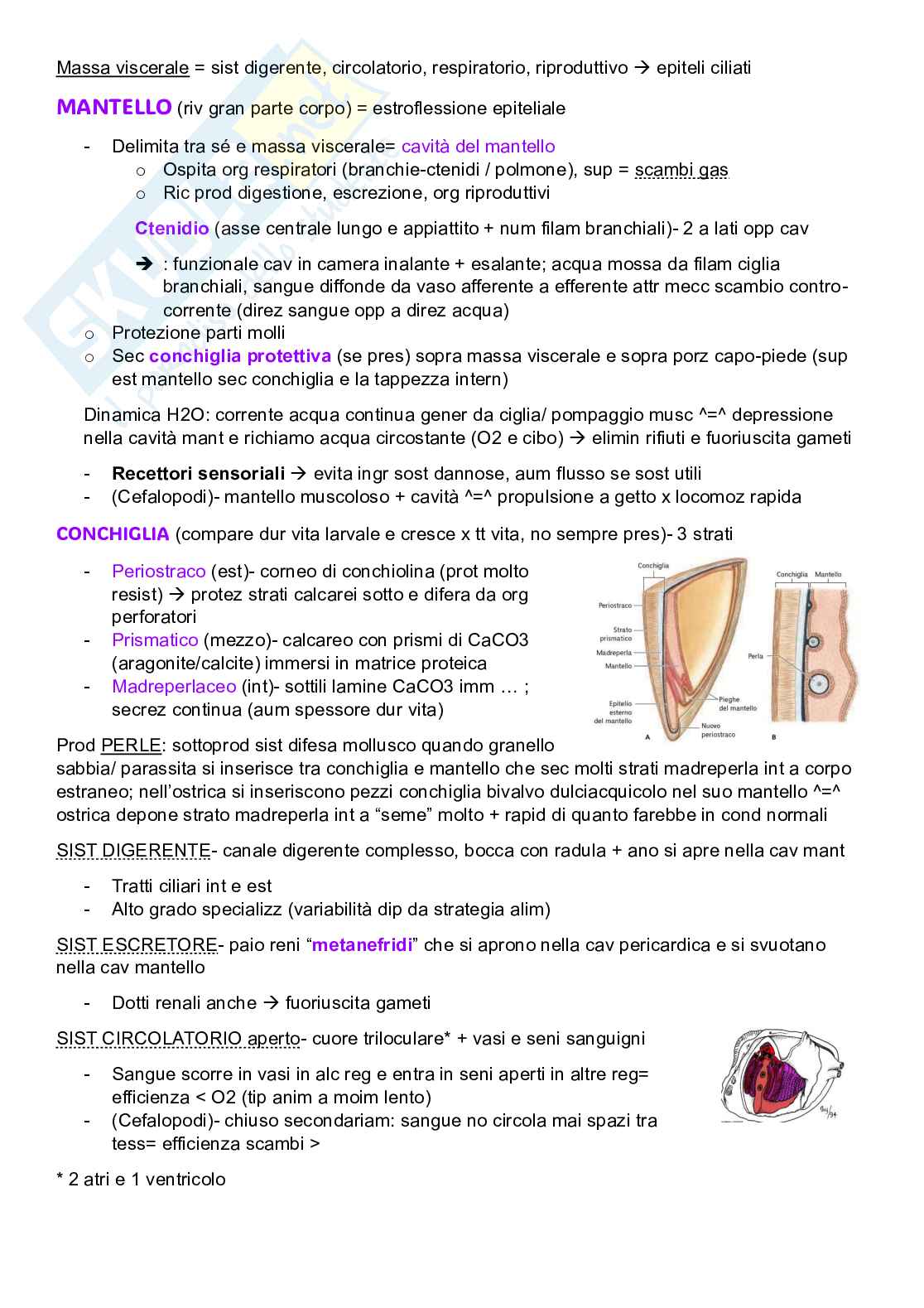 Zoologia sistematica Pag. 16