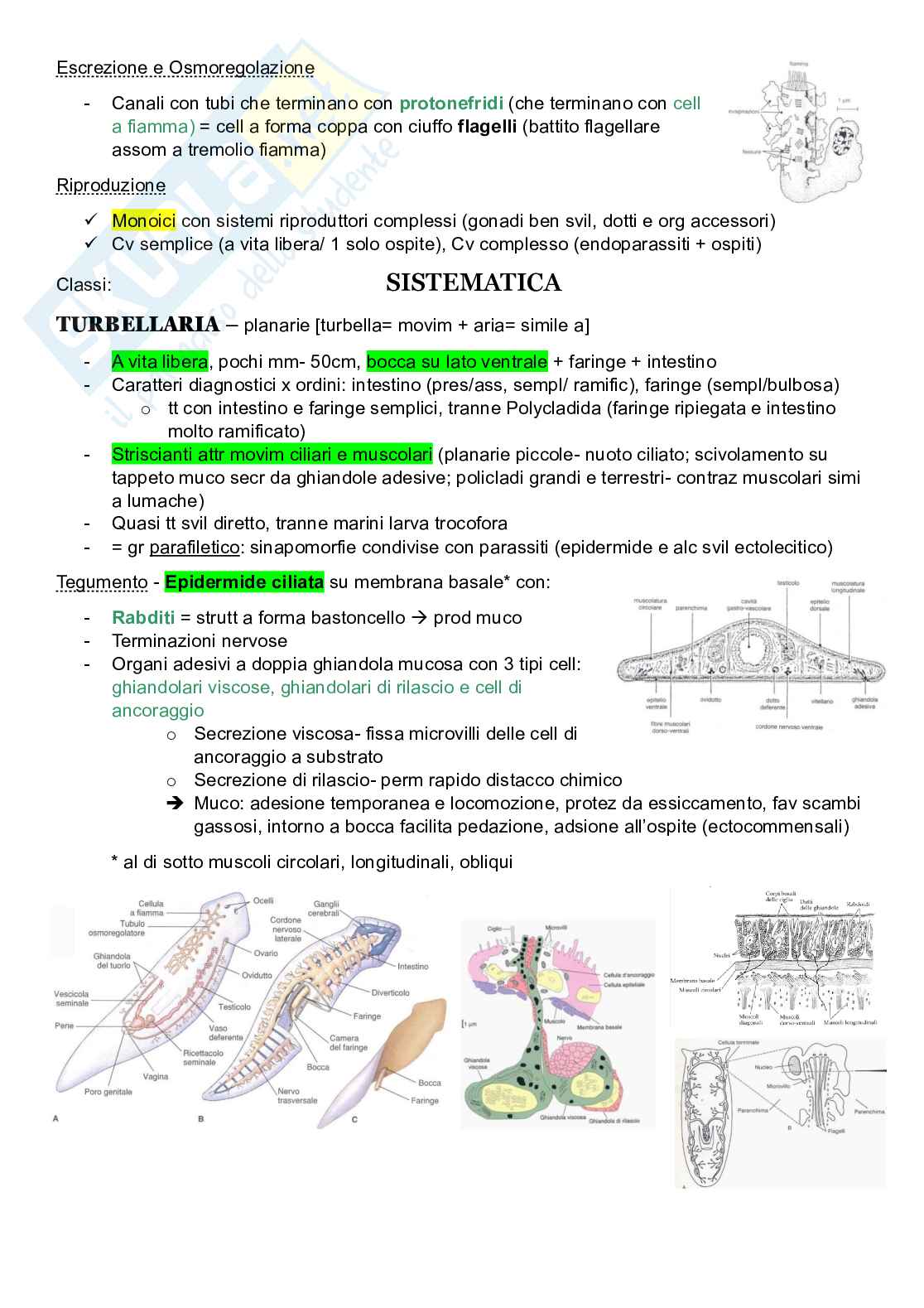 Zoologia sistematica Pag. 2