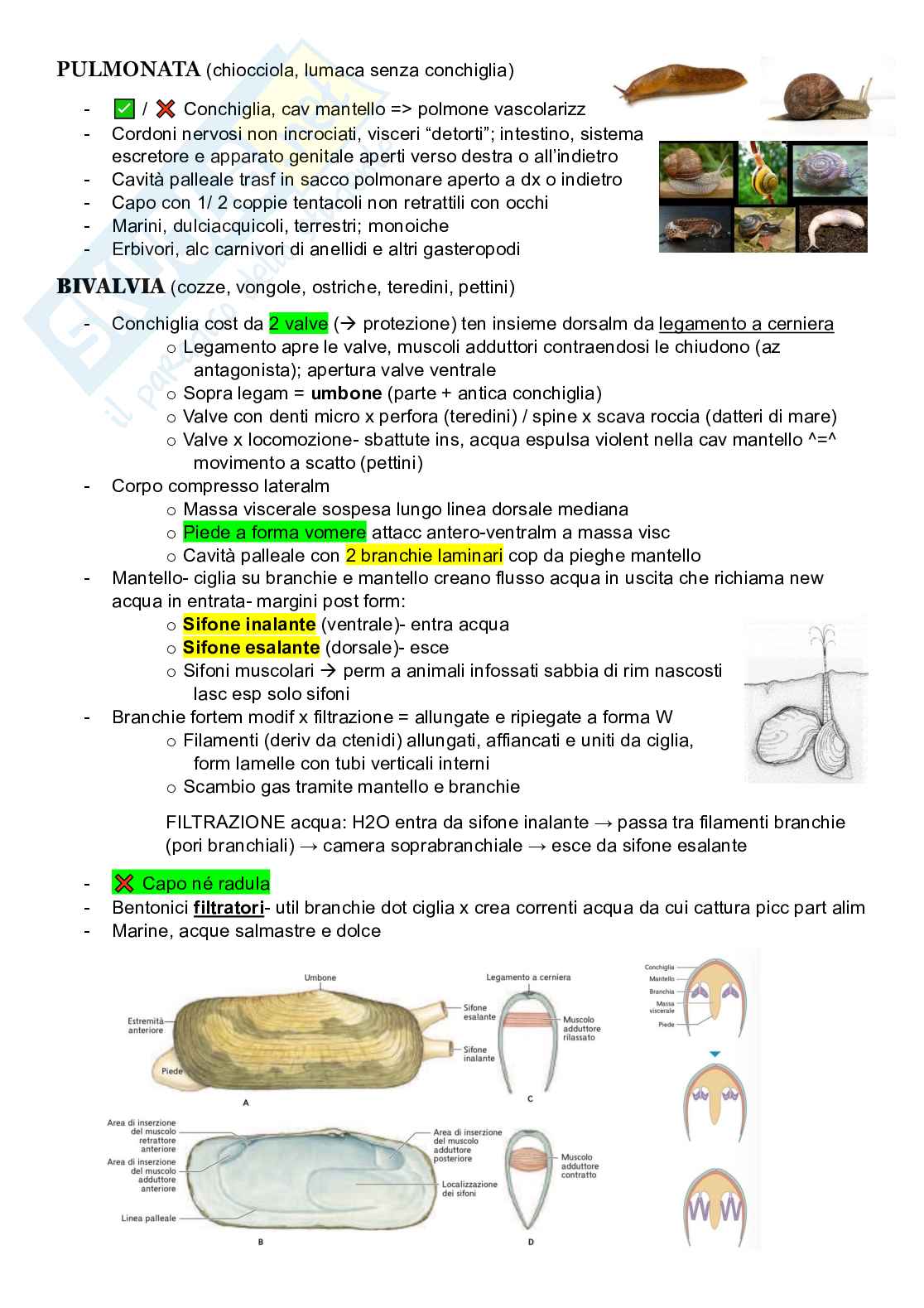 Zoologia sistematica Pag. 21