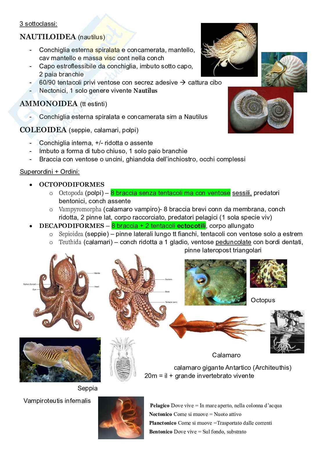 Zoologia sistematica Pag. 26