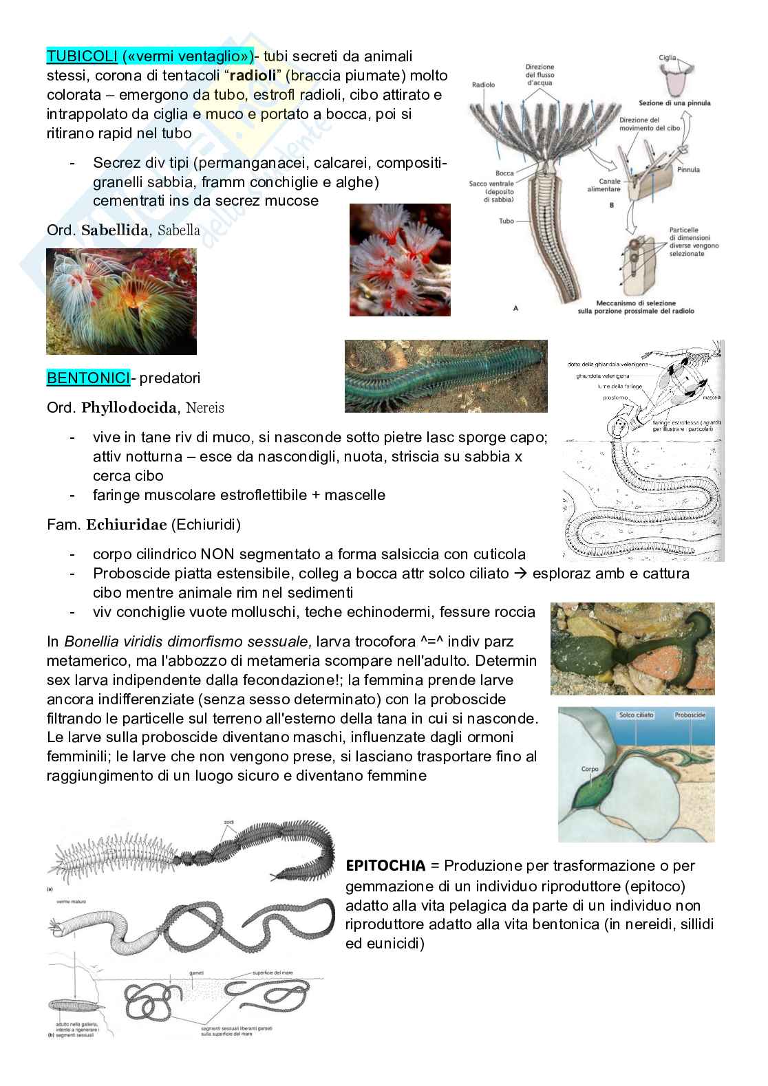 Zoologia sistematica Pag. 31