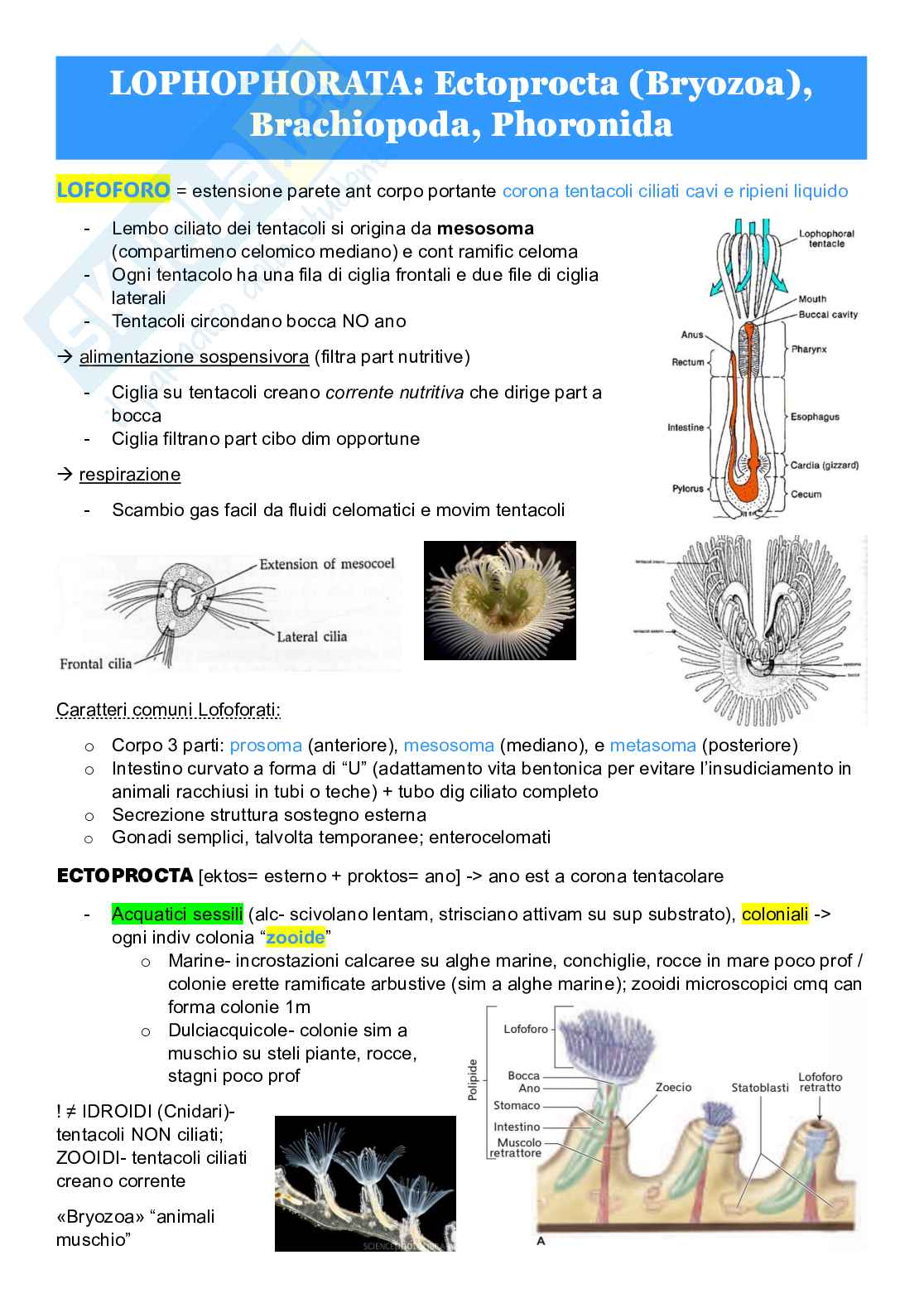 Zoologia sistematica Pag. 36