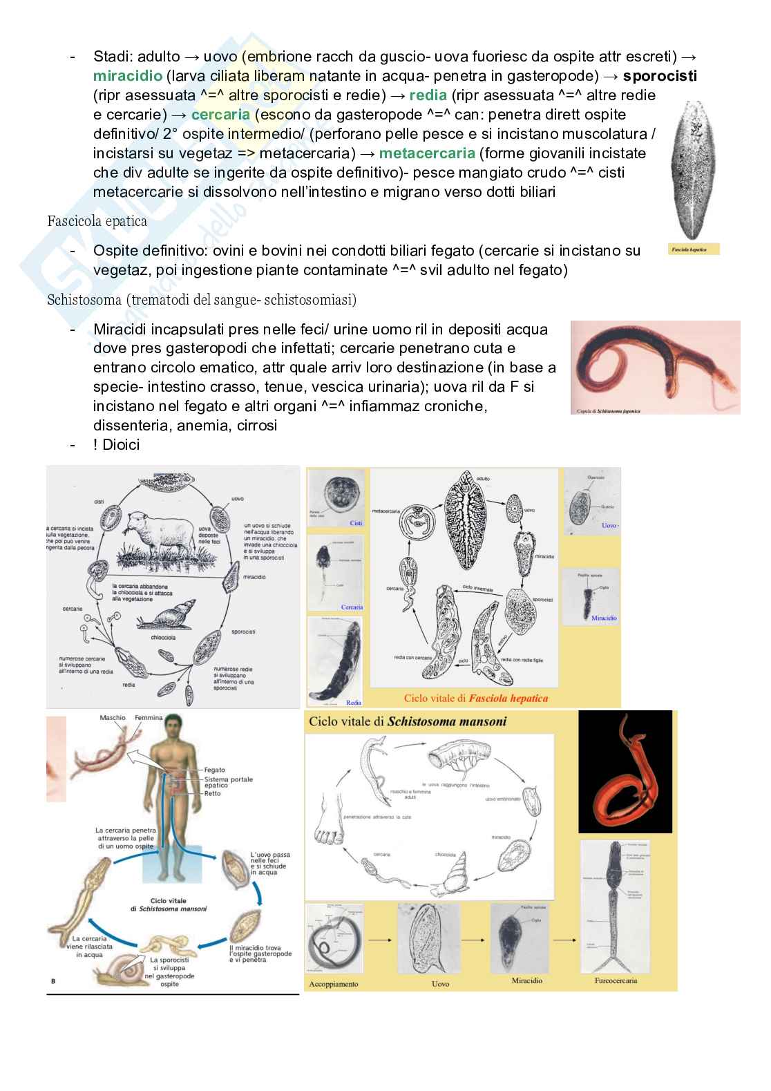 Zoologia sistematica Pag. 6