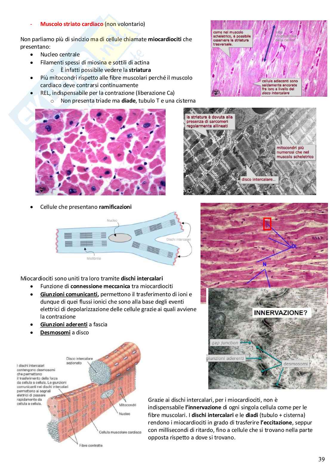Riassunto di Anatomia veterinaria topografica e generale Pag. 41