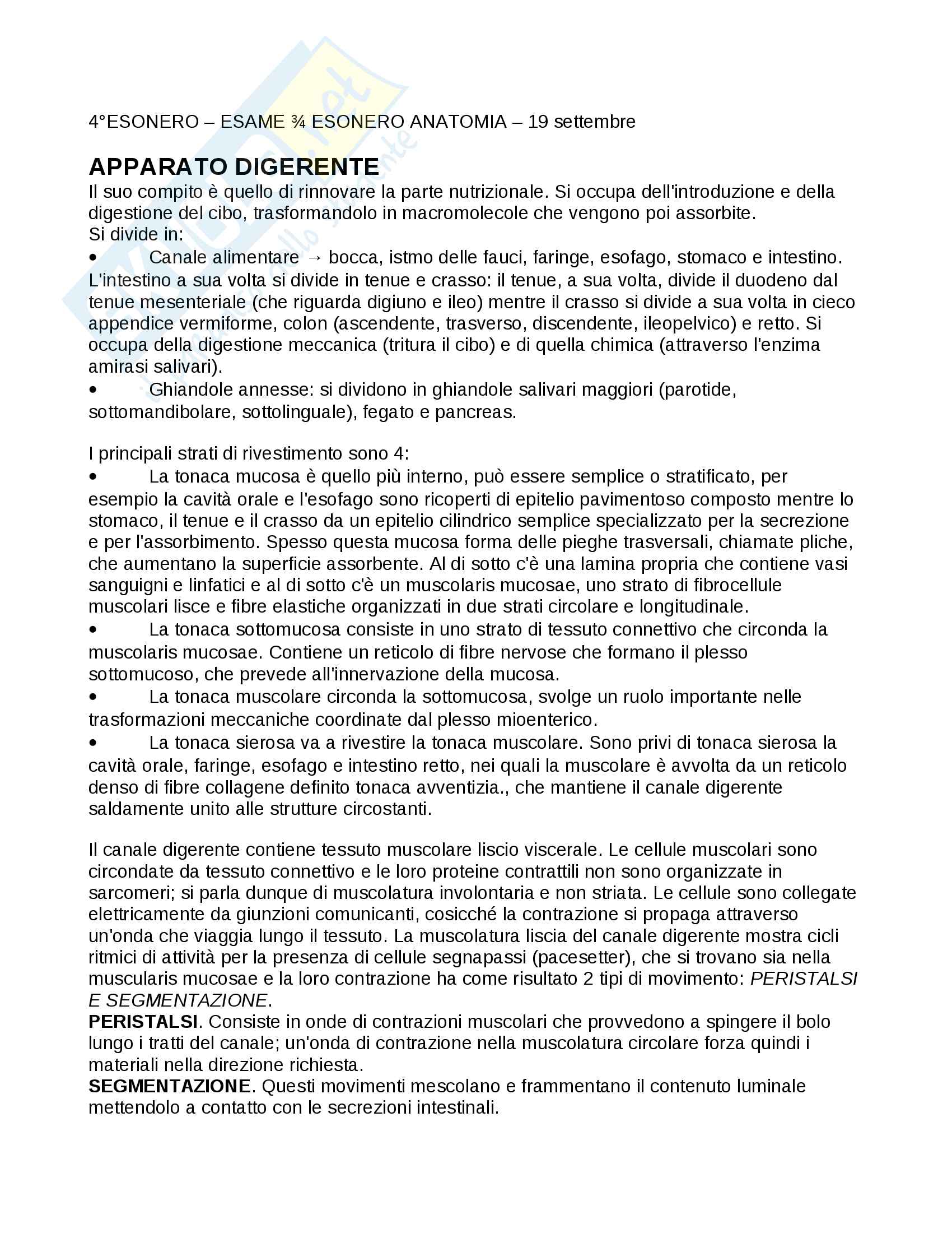 4 esonero Anatomia Pag. 1