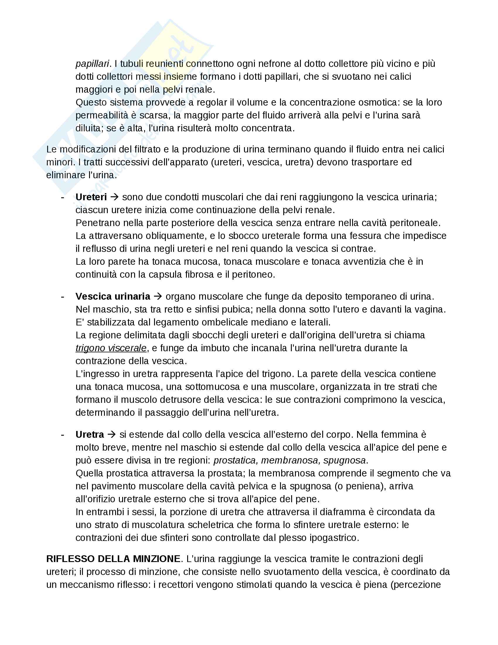 4 esonero Anatomia Pag. 21