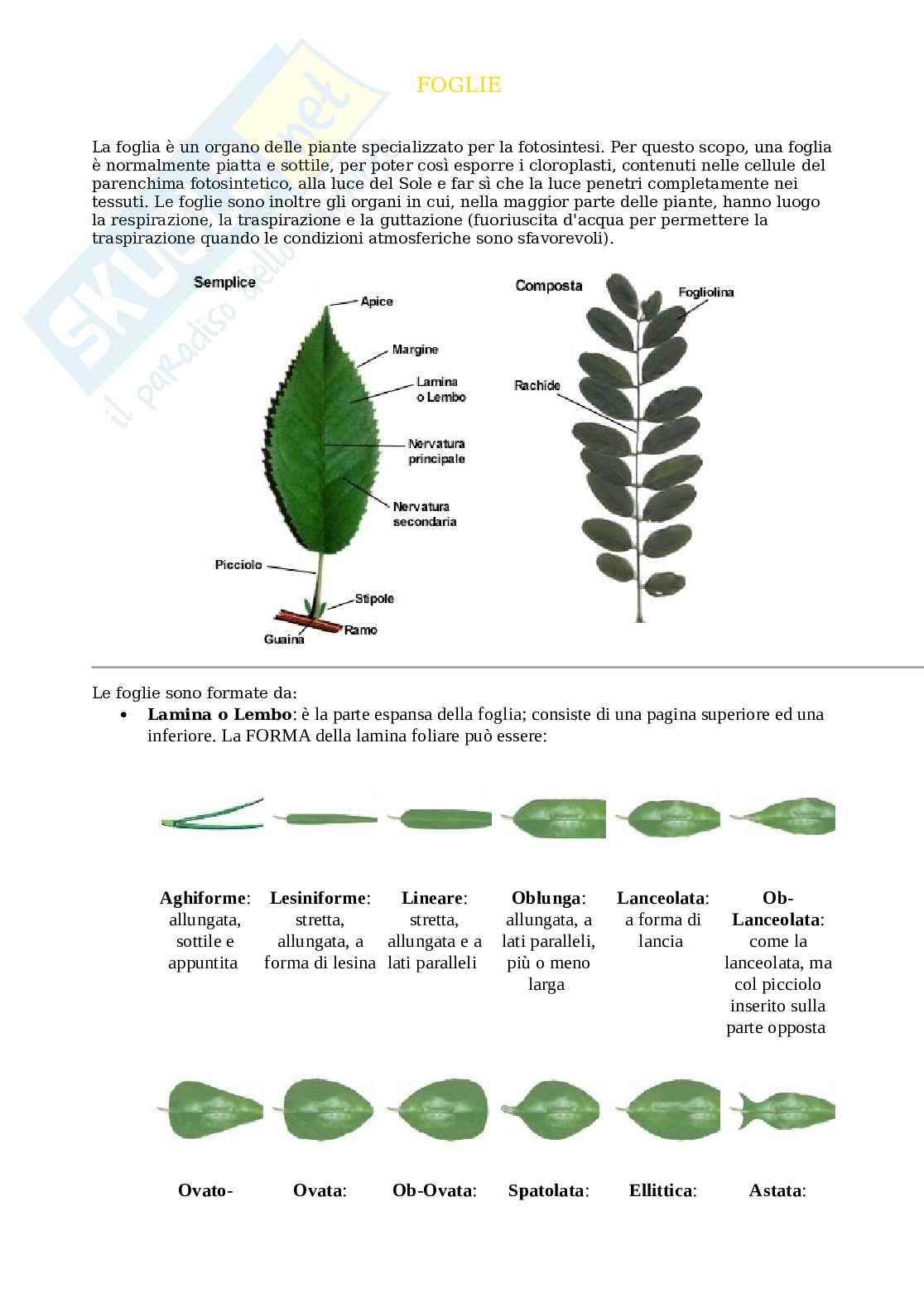 Classificazione foglie Pag. 1