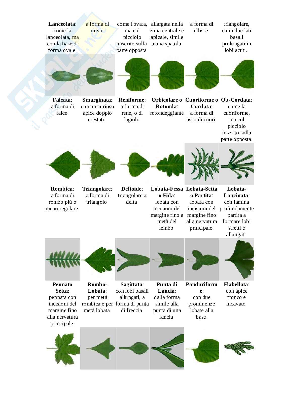 Classificazione foglie Pag. 2