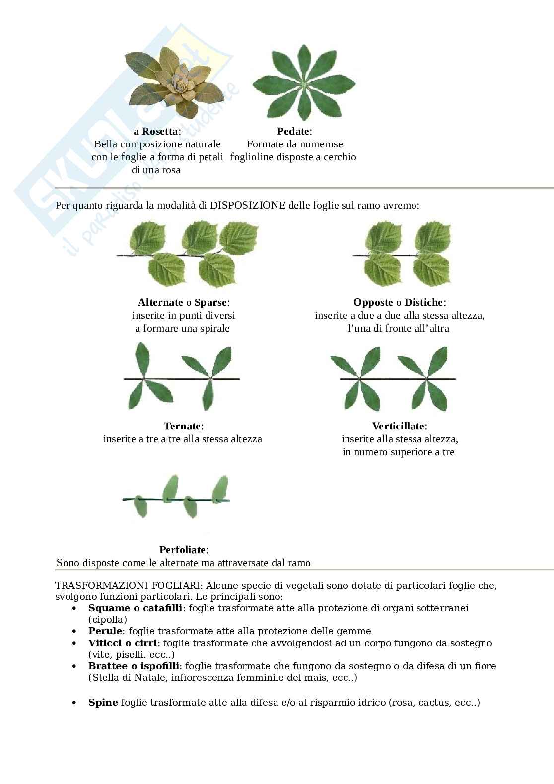 Classificazione foglie Pag. 6