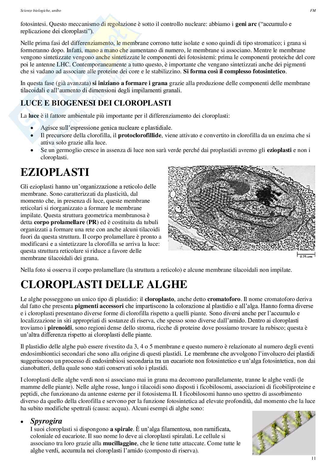 Appunti di Biologia vegetale Pag. 11