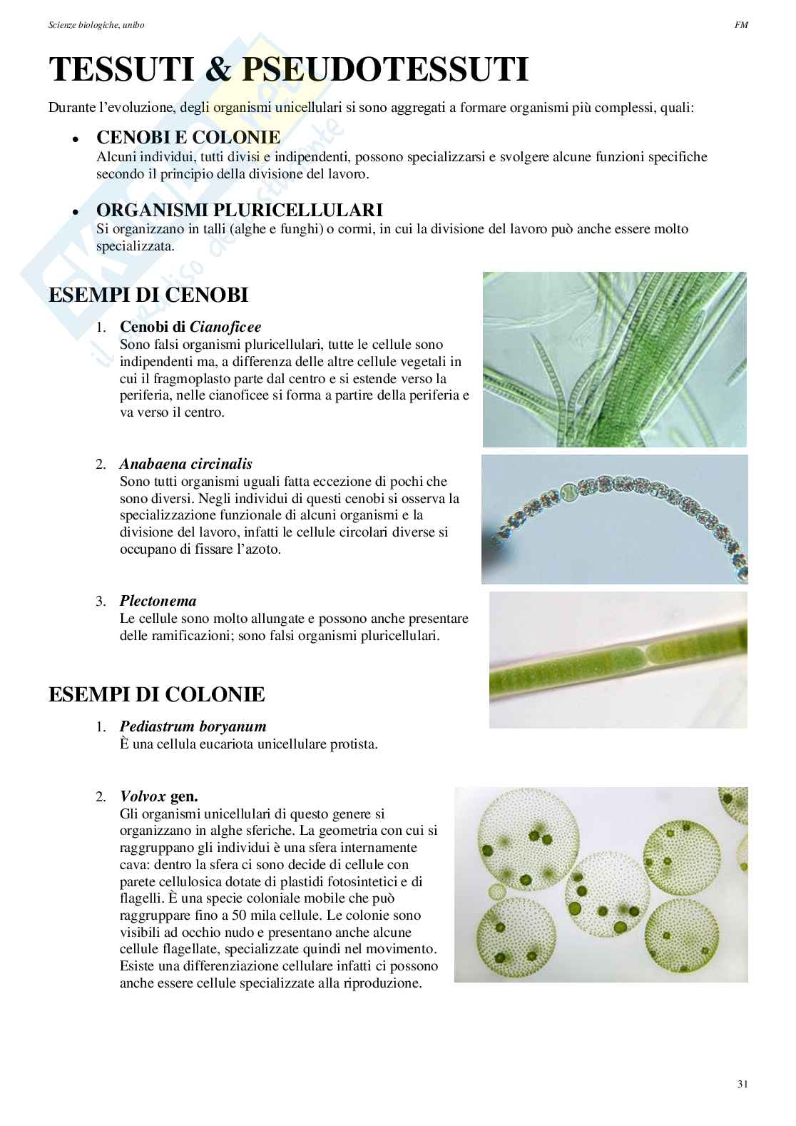Appunti di Biologia vegetale Pag. 31