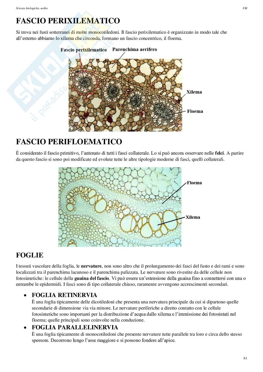 Appunti di Biologia vegetale Pag. 61