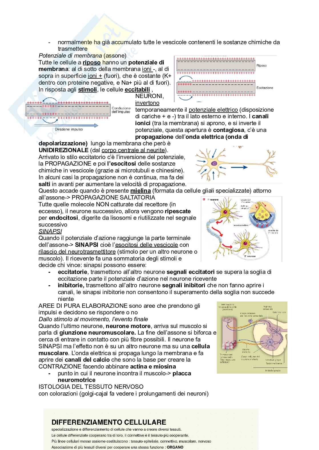 Appunti Biologia generale Pag. 2