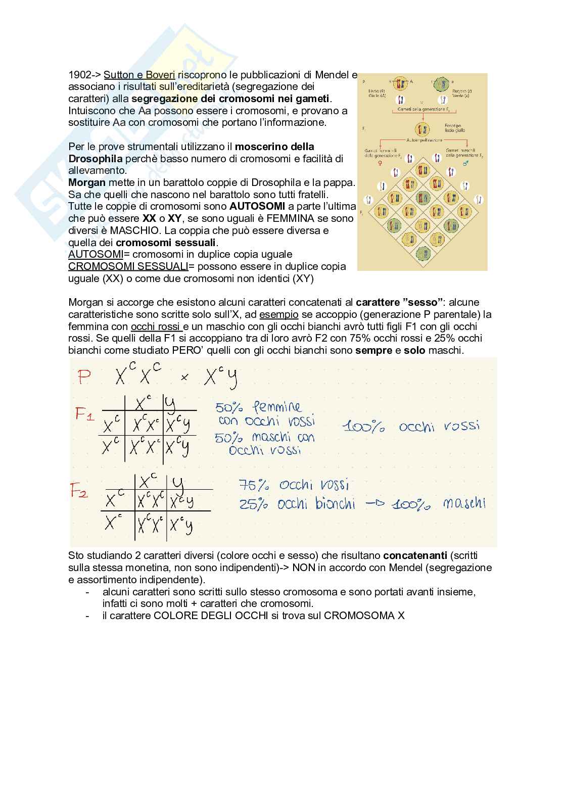 Appunti Biologia generale Pag. 21