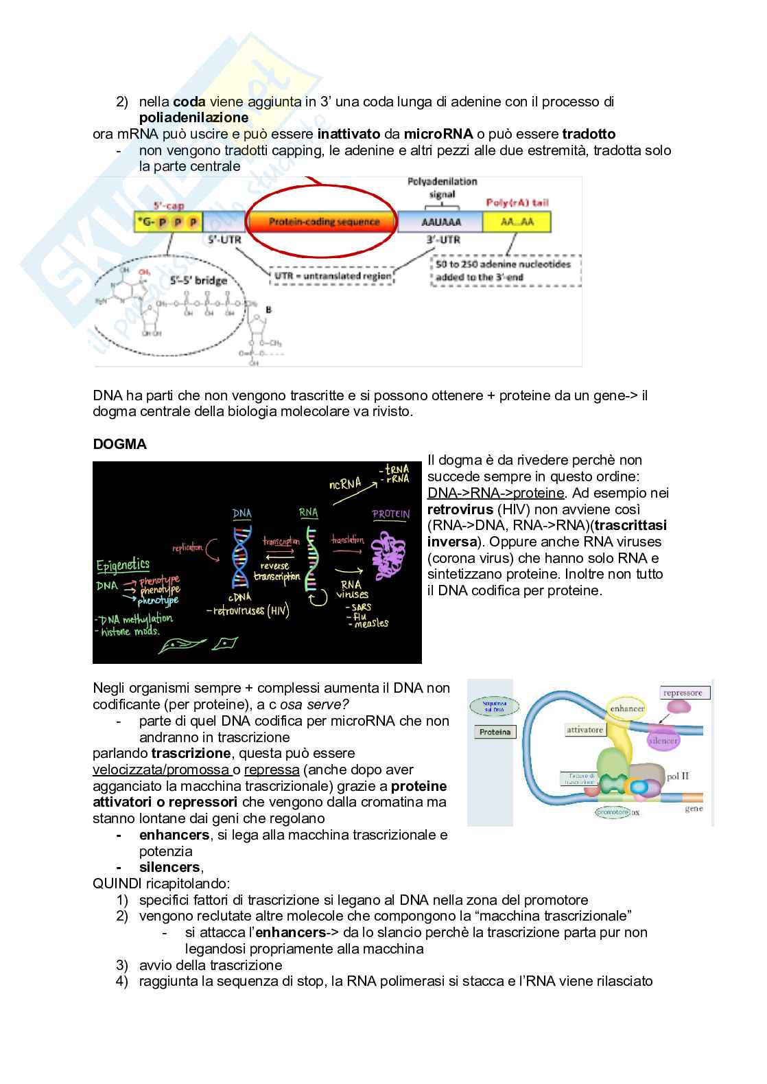 Appunti Biologia generale Pag. 26