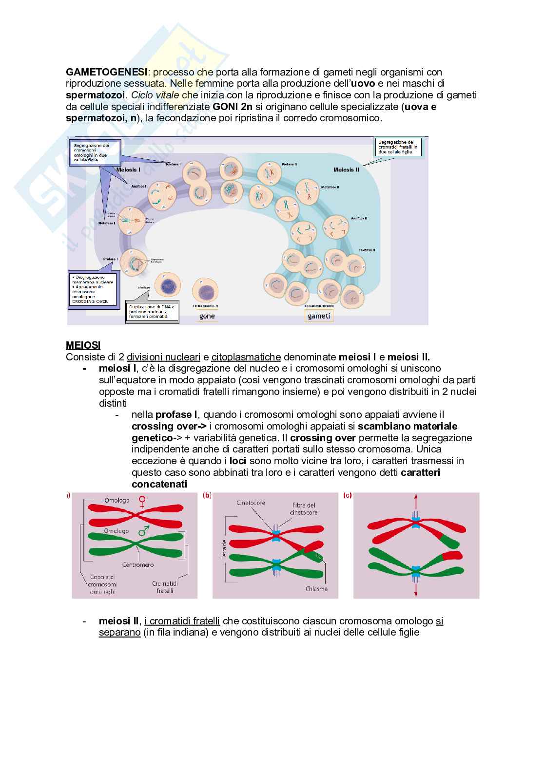 Appunti Biologia generale Pag. 31
