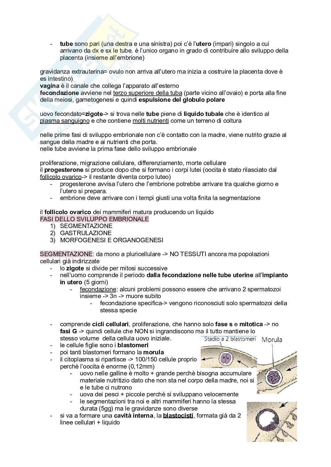 Appunti Biologia generale Pag. 36