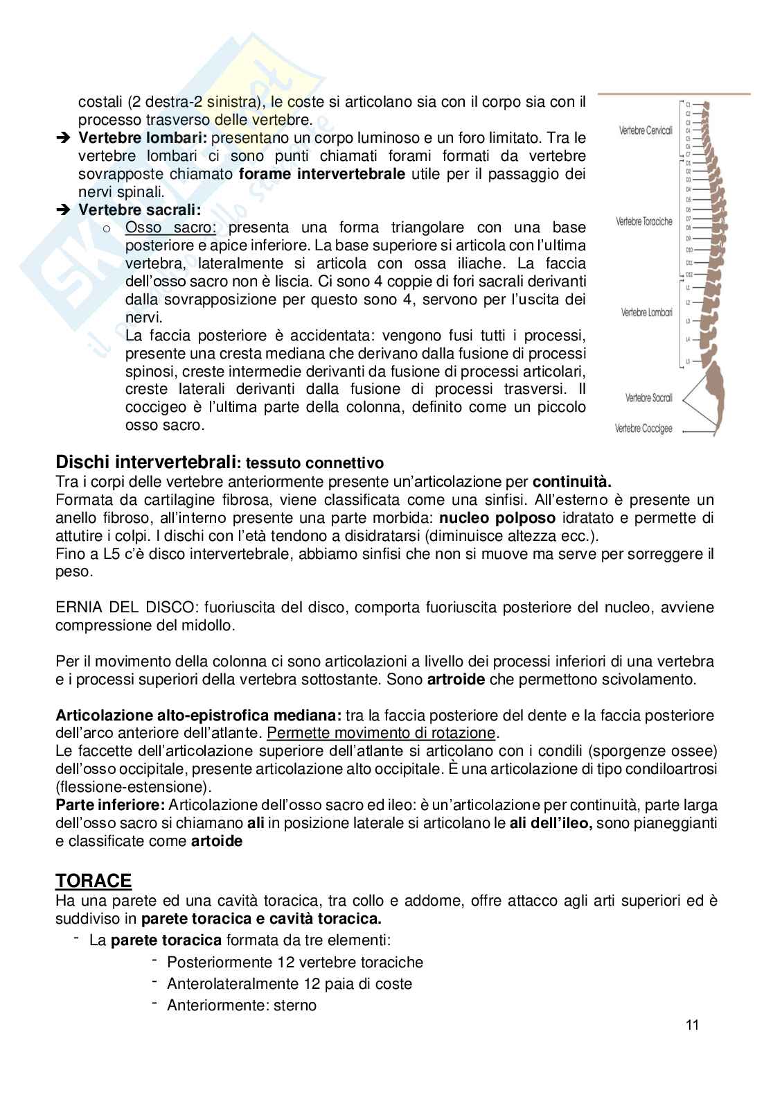 Appunti Anatomia umana Pag. 11