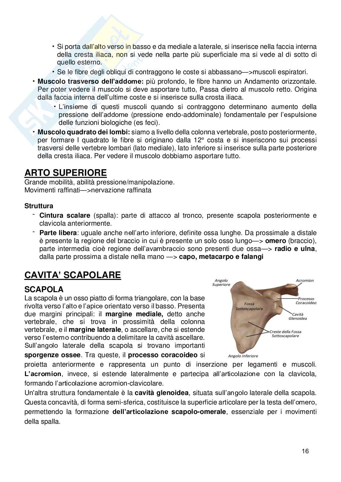 Appunti Anatomia umana Pag. 16